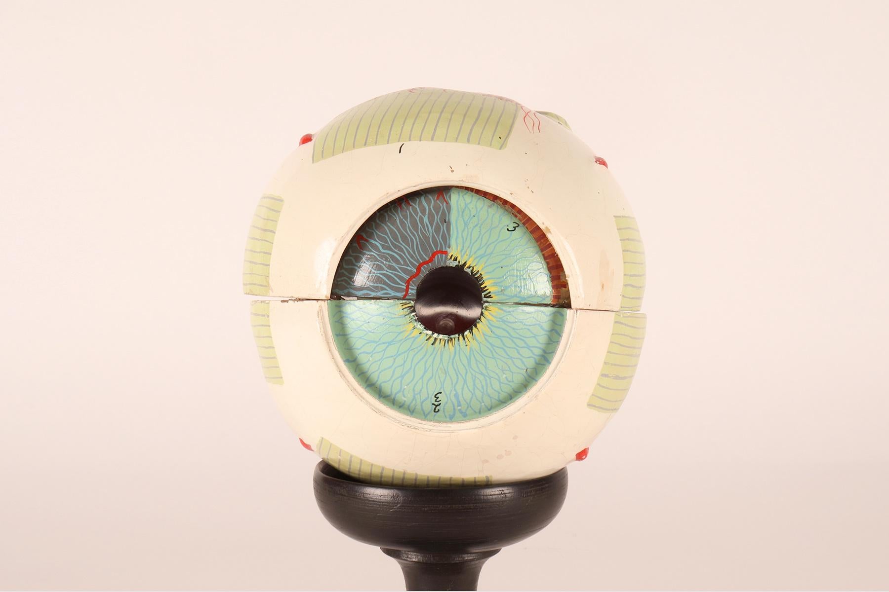 Anatomical model: a decomposable eyeball, SOMSO, Germany circa 1930.  In Good Condition For Sale In Milan, IT