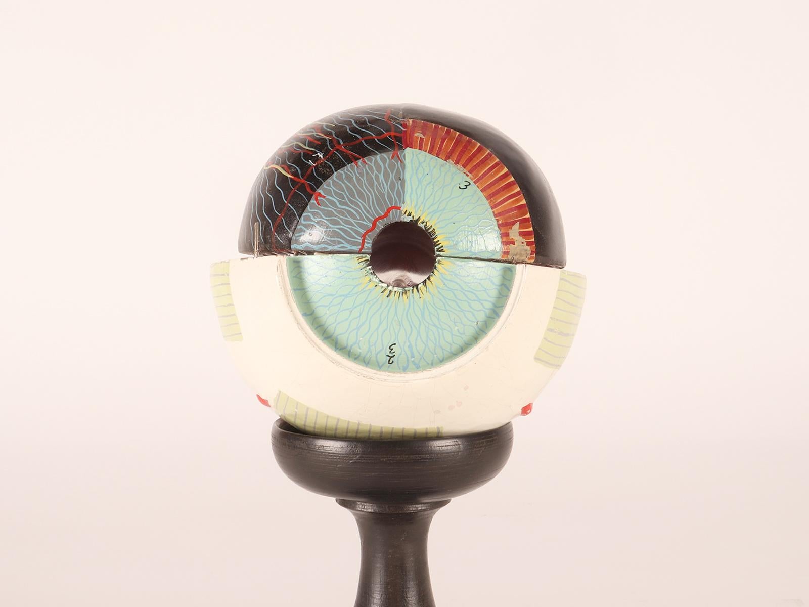 Anatomical model: a decomposable eyeball, SOMSO, Germany circa 1930.  For Sale 2