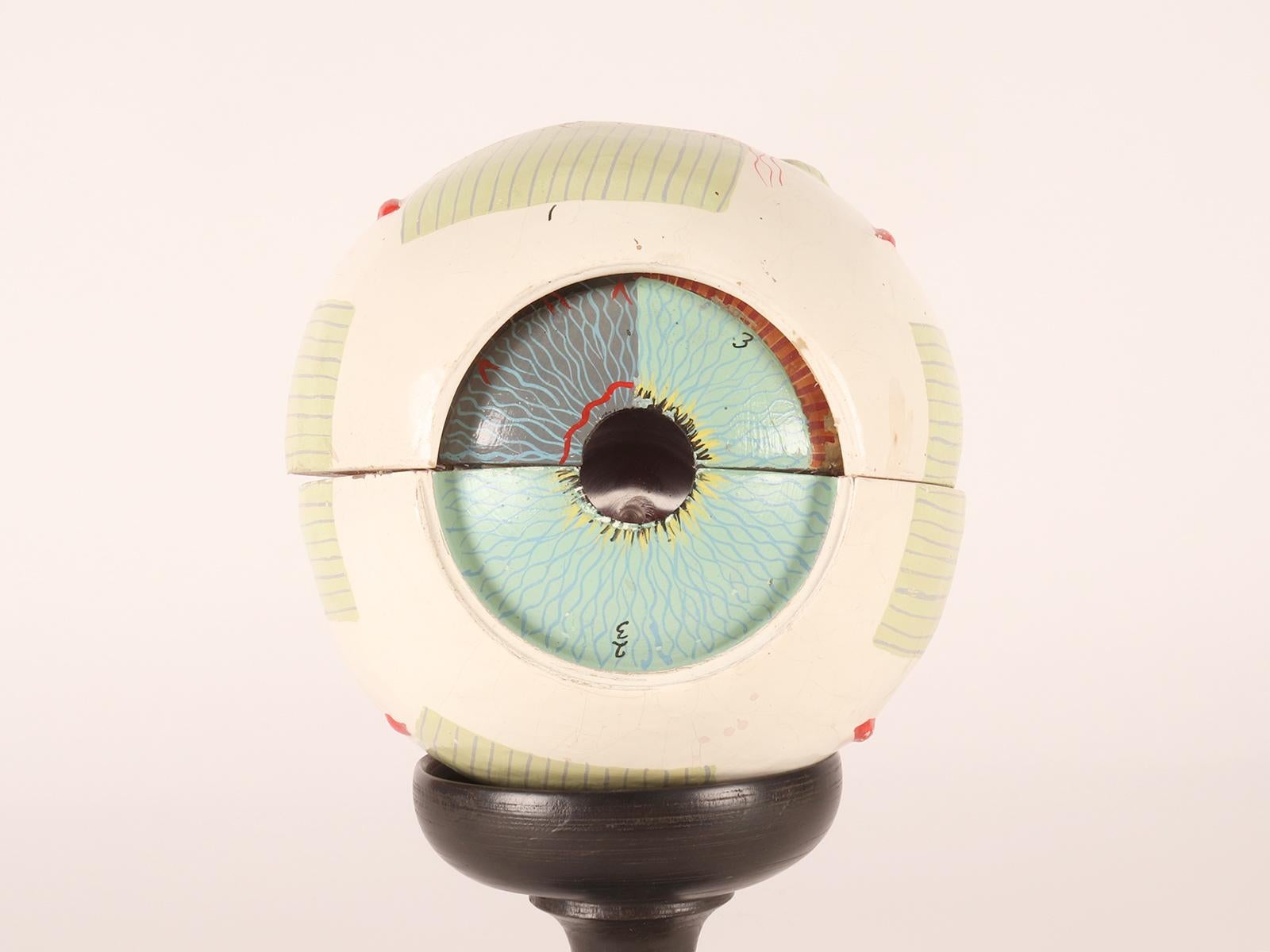 Anatomical model: a decomposable eyeball, SOMSO, Germany circa 1930.  For Sale 4