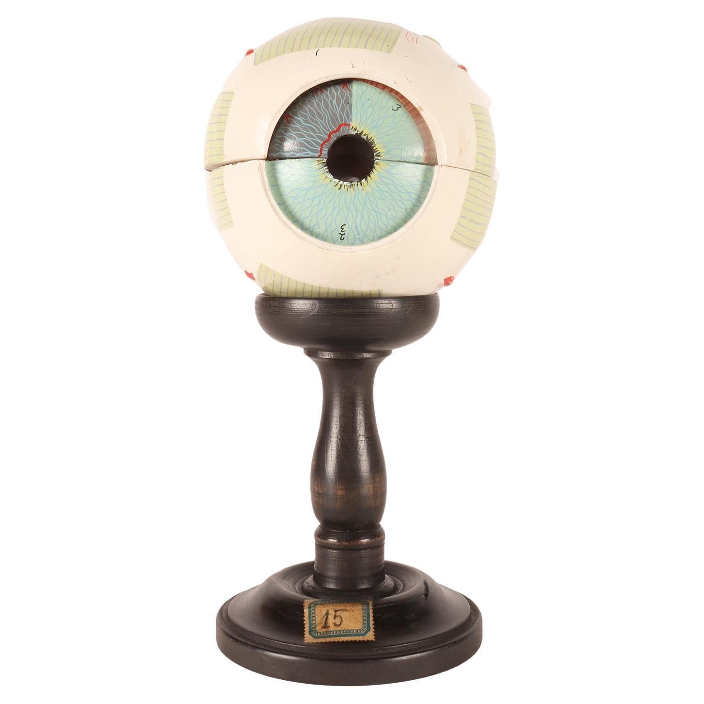 Anatomical model: a decomposable eyeball, SOMSO, Germany circa 1930. 