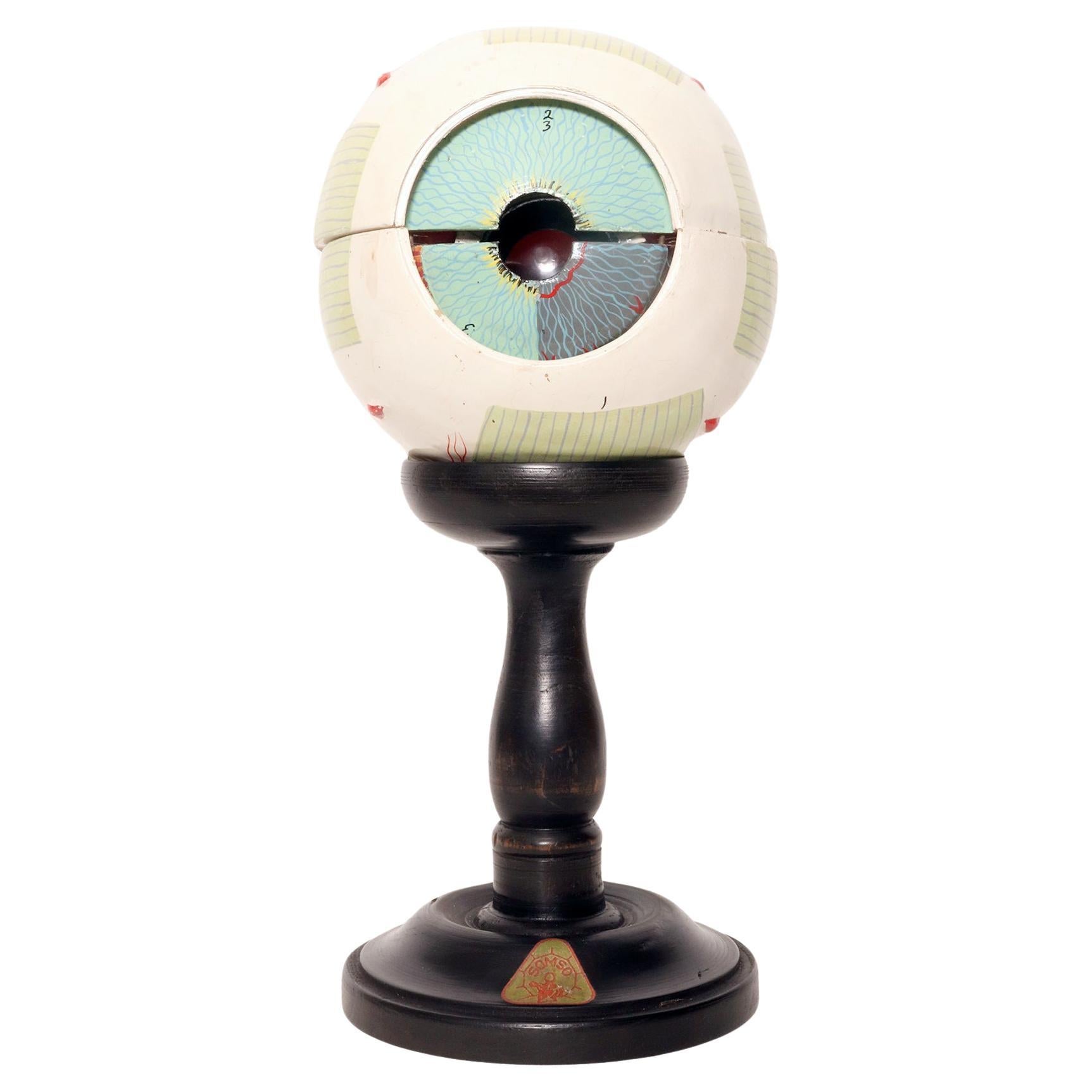 Anatomical model: a decomposable eyeball, SOMSO, Germany circa 1930.  For Sale