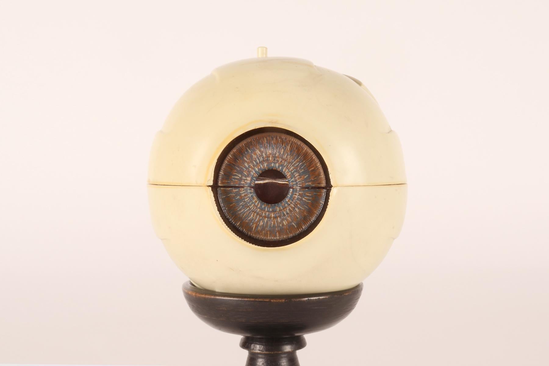 Anatomical model: a decomposable eyeball, SOMSO, Germany circa 1950.  In Good Condition For Sale In Milan, IT