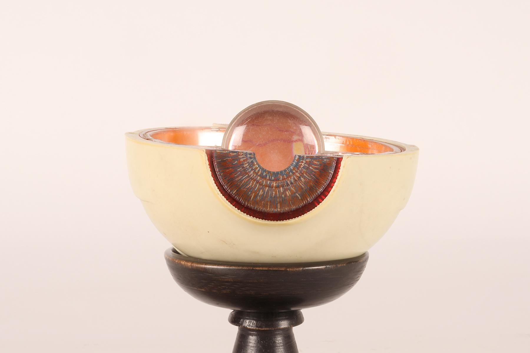 Anatomical model: a decomposable eyeball, SOMSO, Germany circa 1950.  For Sale 2