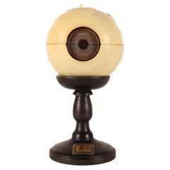 Anatomical model: a decomposable eyeball, SOMSO, Germany circa 1950.