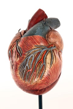 Anatomical model: a human heart, painted plaster and wood, Germany, early 1900