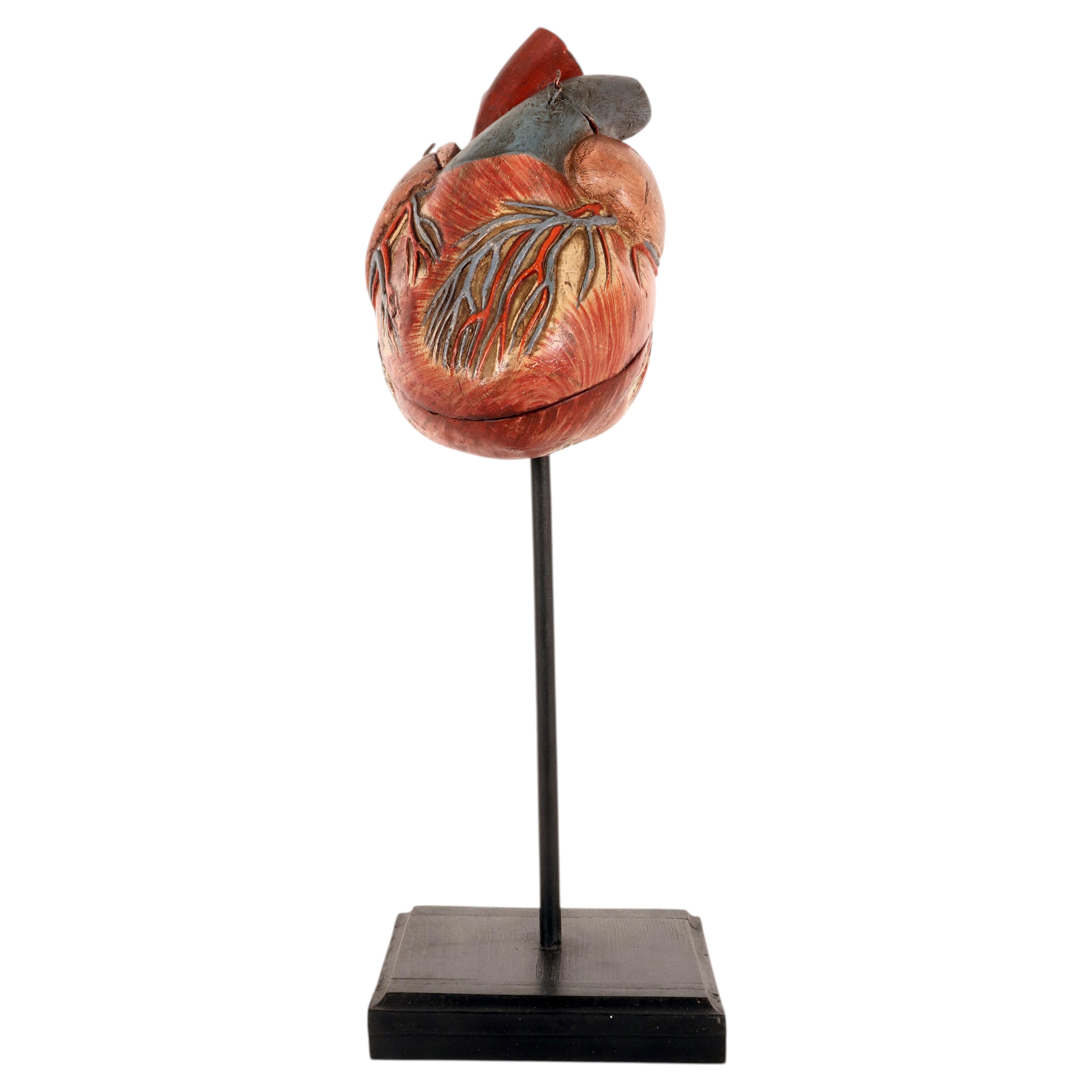 Modelo anatómico: un corazón humano, yeso pintado y madera, Alemania, principios de 1900