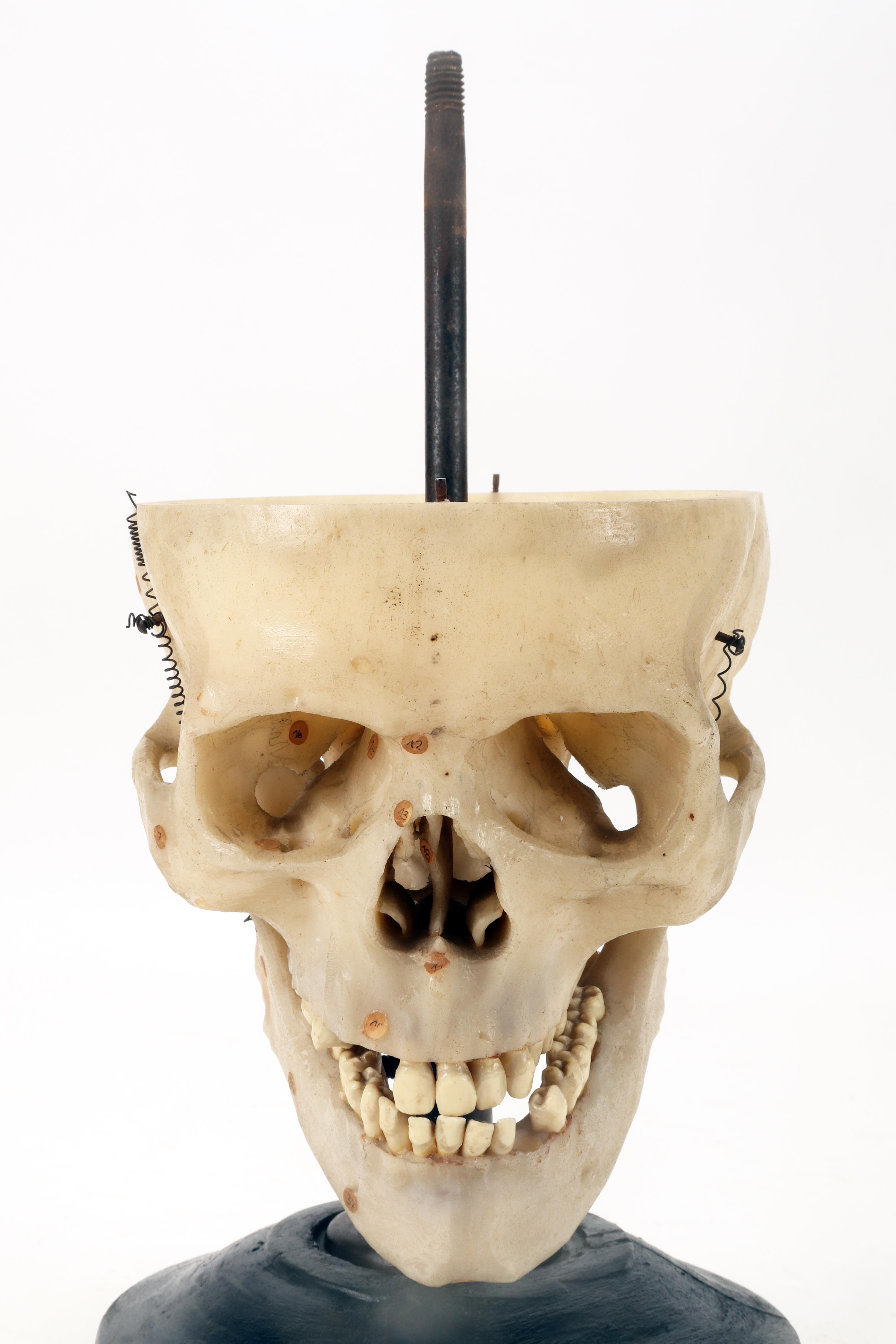 Anatomical model: a human skull model life size, Stuttgard, Germany 1930. For Sale 2