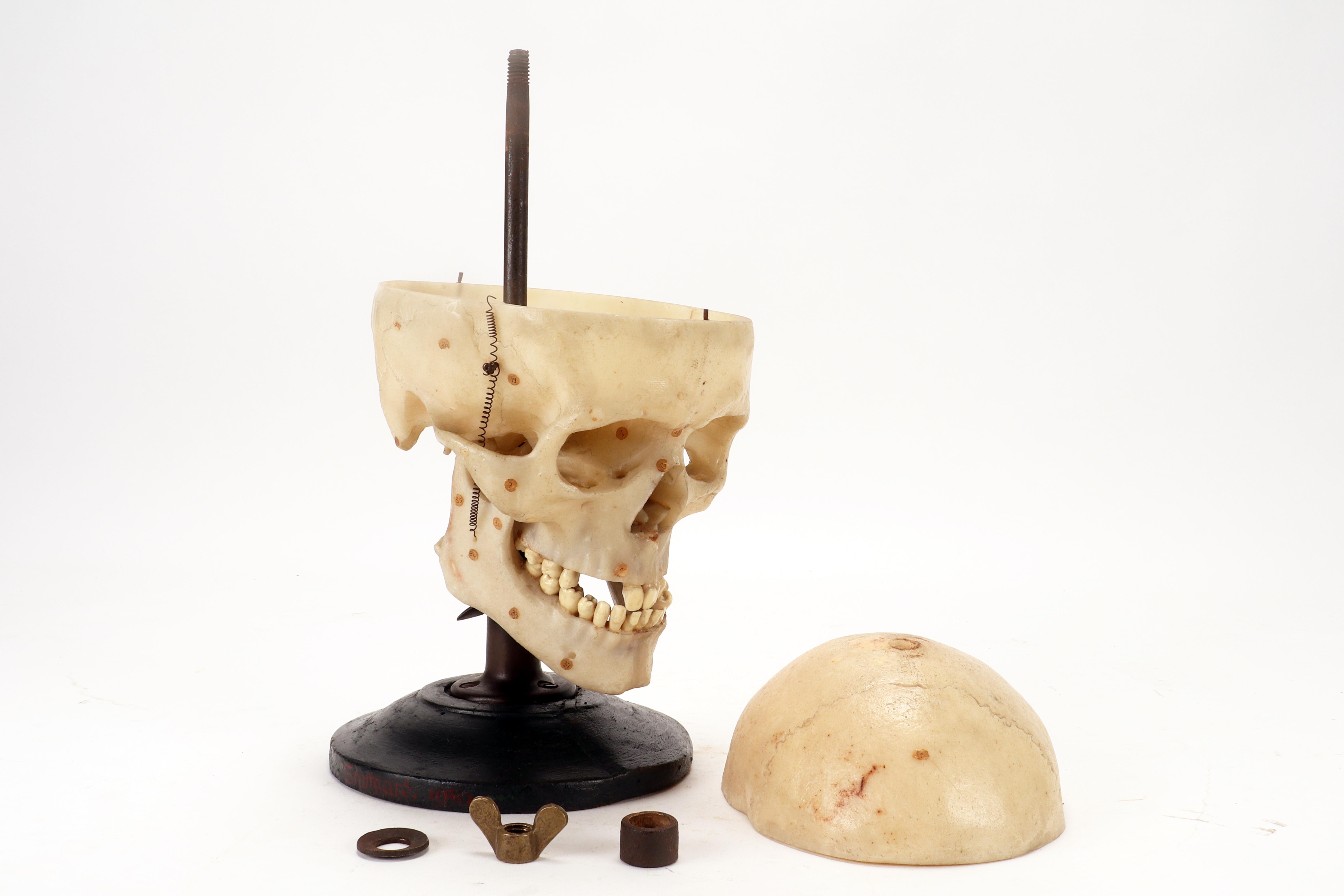 Anatomical model: a human skull model life size, Stuttgard, Germany 1930. For Sale 3
