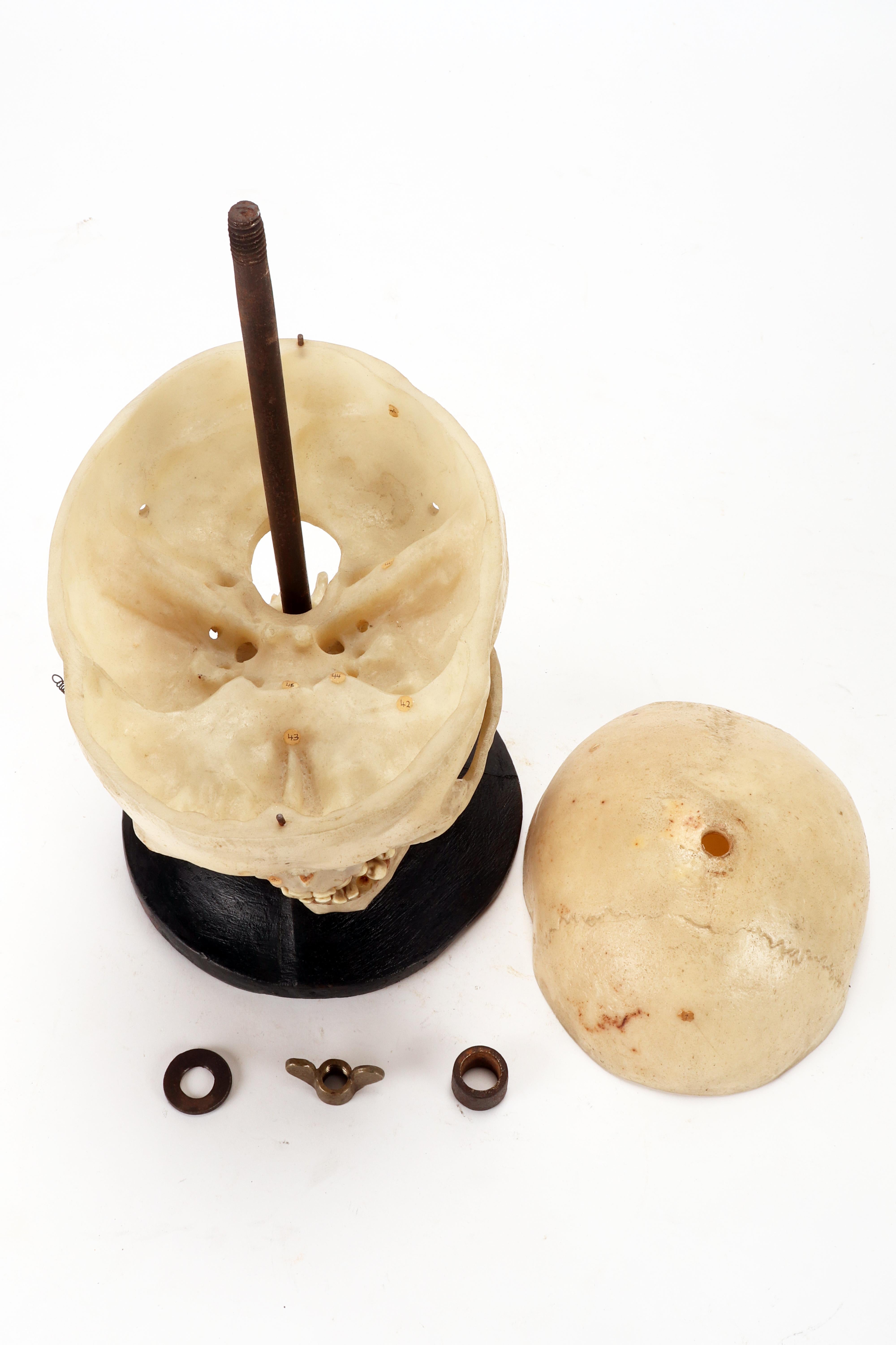 Modello anatomico: modello di cranio umano a grandezza naturale, Stuttgard, Germania 1930. in vendita 3