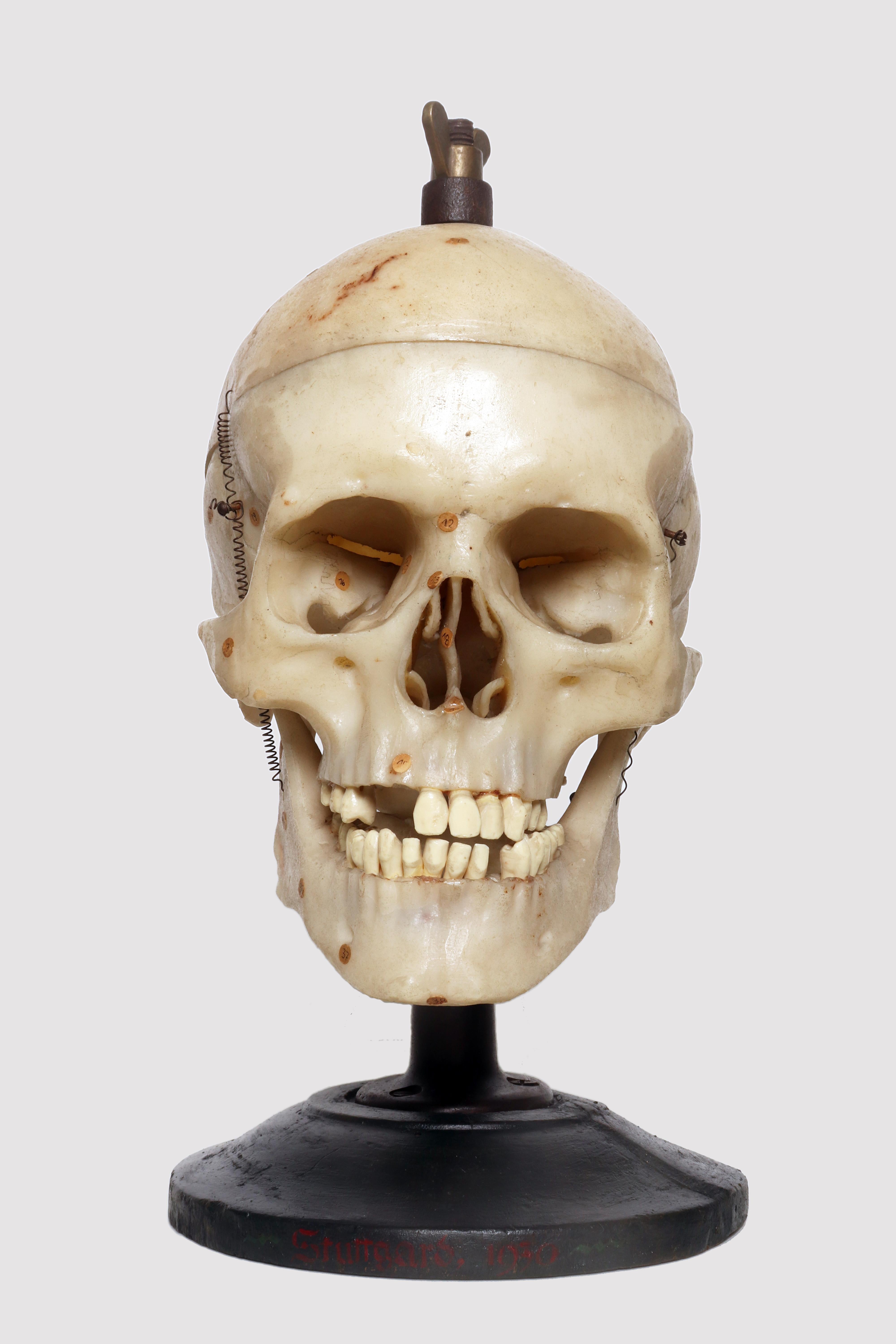Human skull anatomical model life size 1:1 Model with cranial sutures detachable 2 parts plus three cervical vertebrae for medical educational aid. The skull and vertebrae are made of polyvinyl chloride, with paper reference points, fixed on an iron
