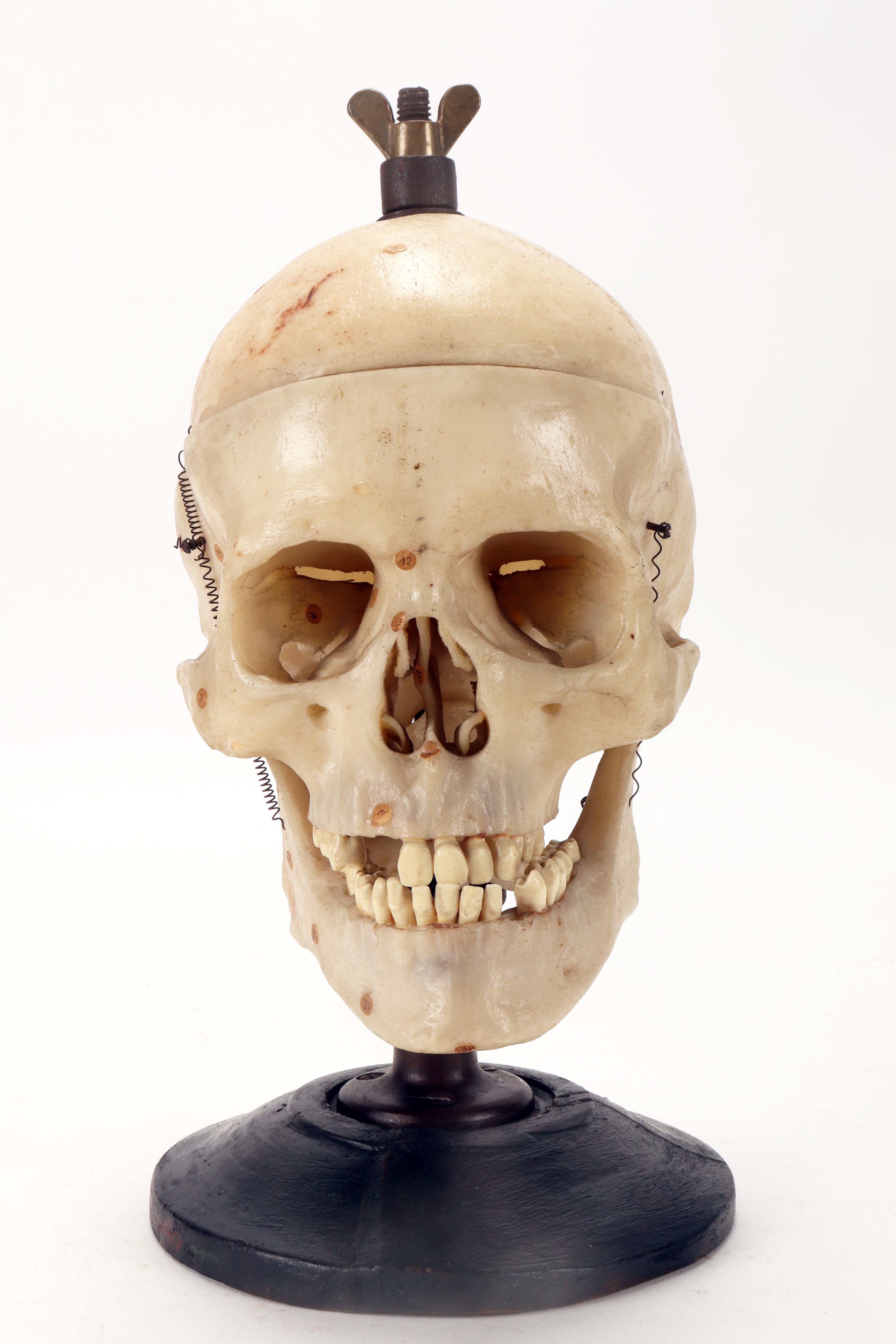 human skull display stand