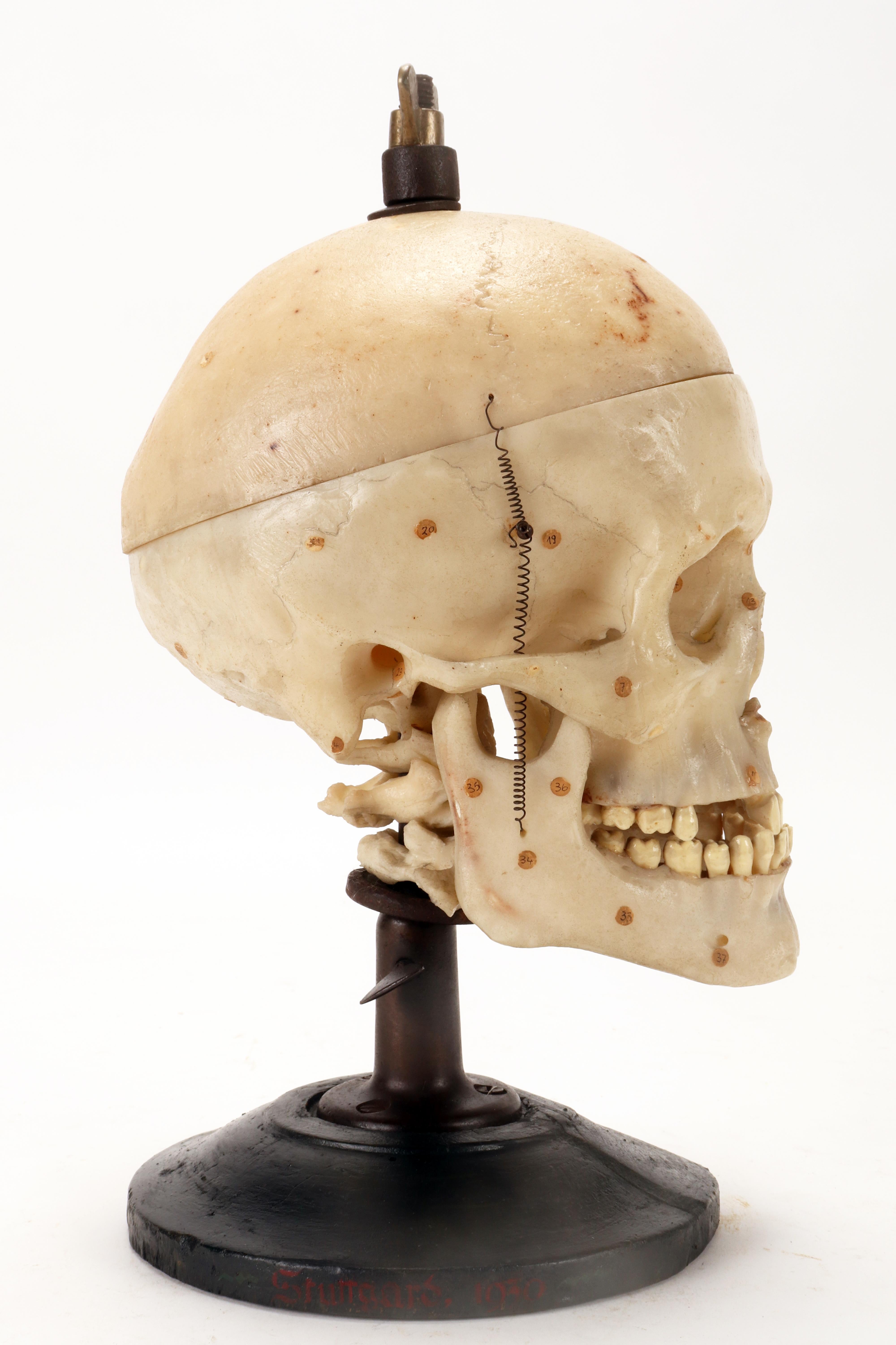 human skull stand