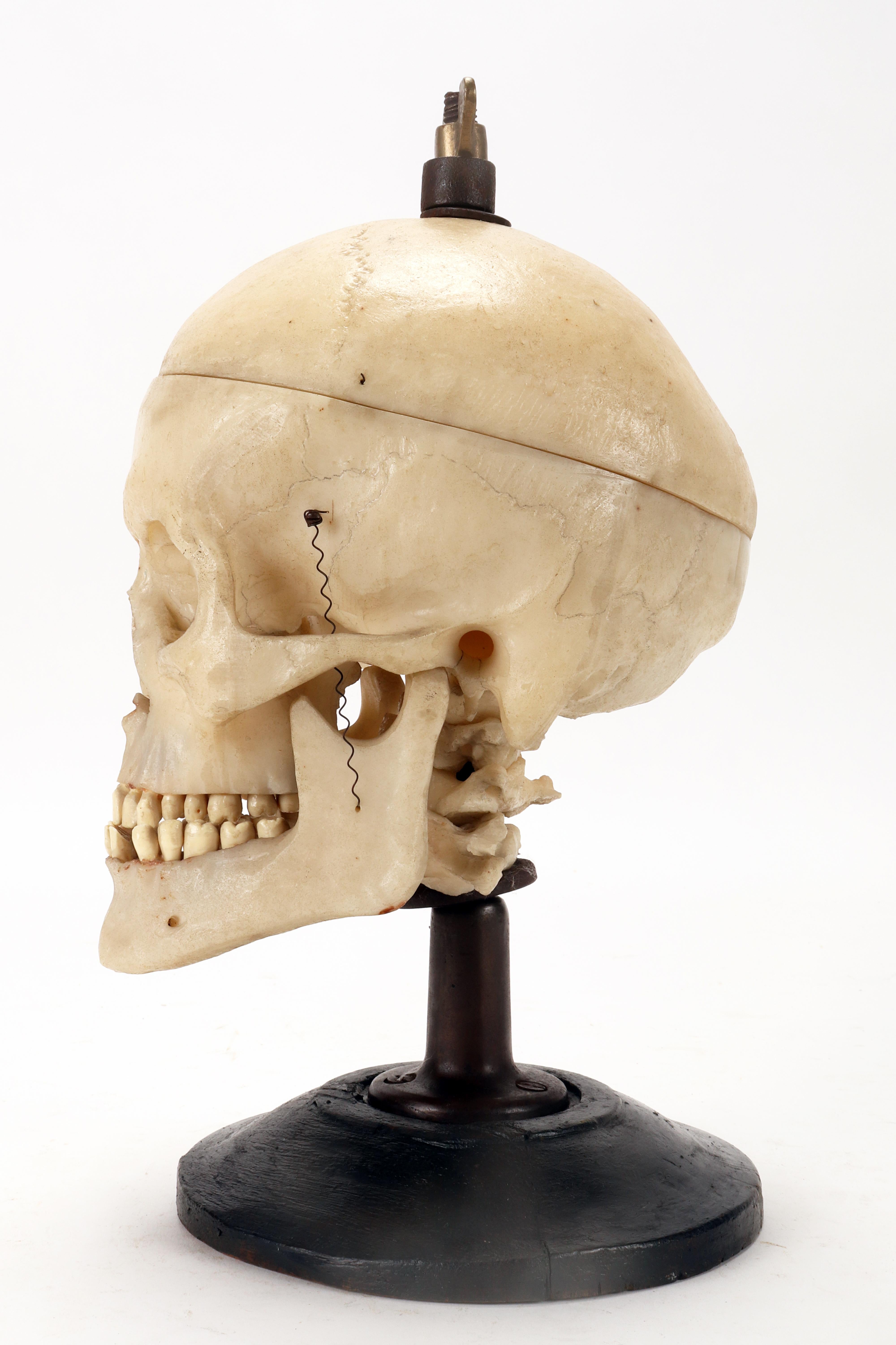 human skull stand