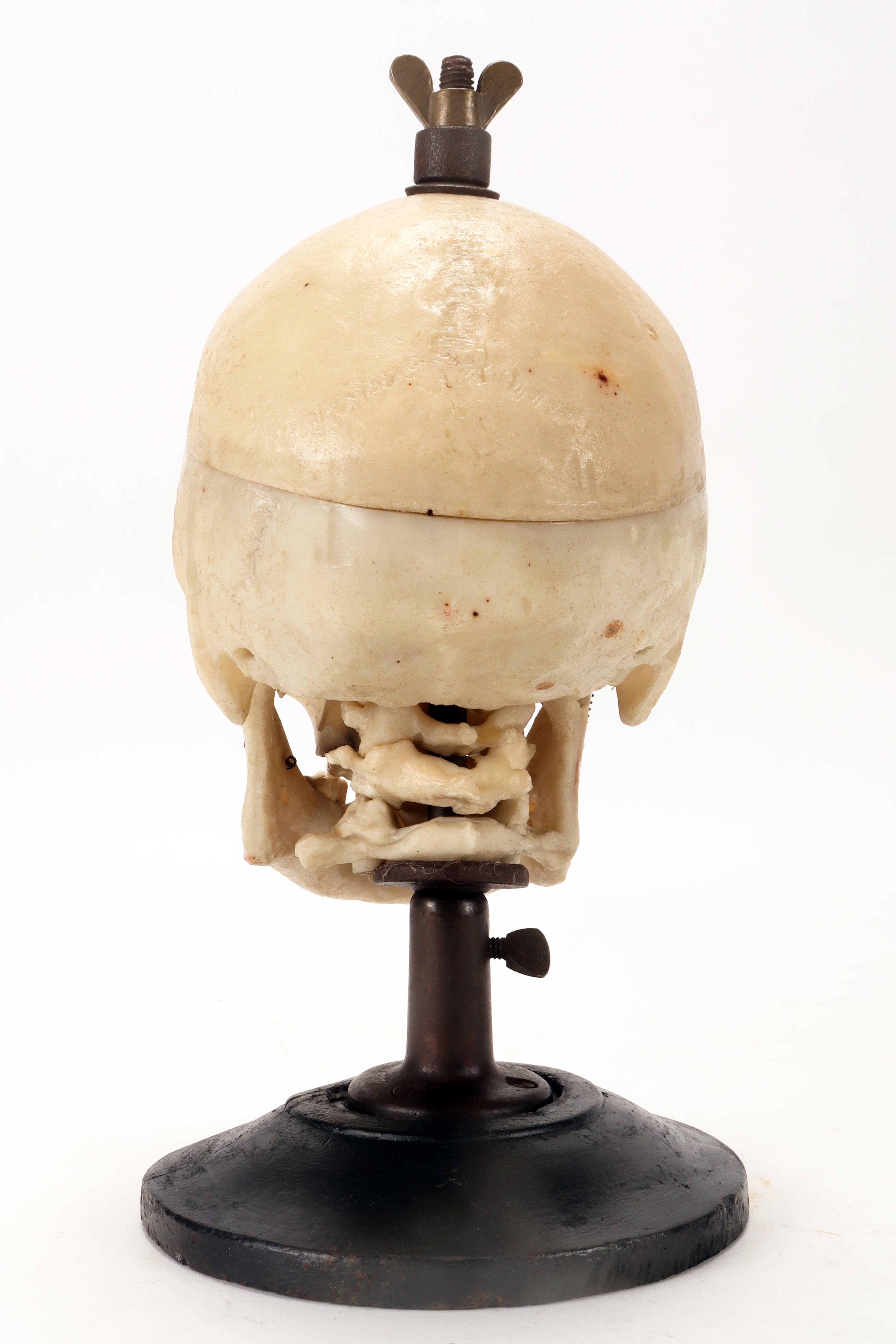 Tedesco Modello anatomico: modello di cranio umano a grandezza naturale, Stuttgard, Germania 1930. in vendita