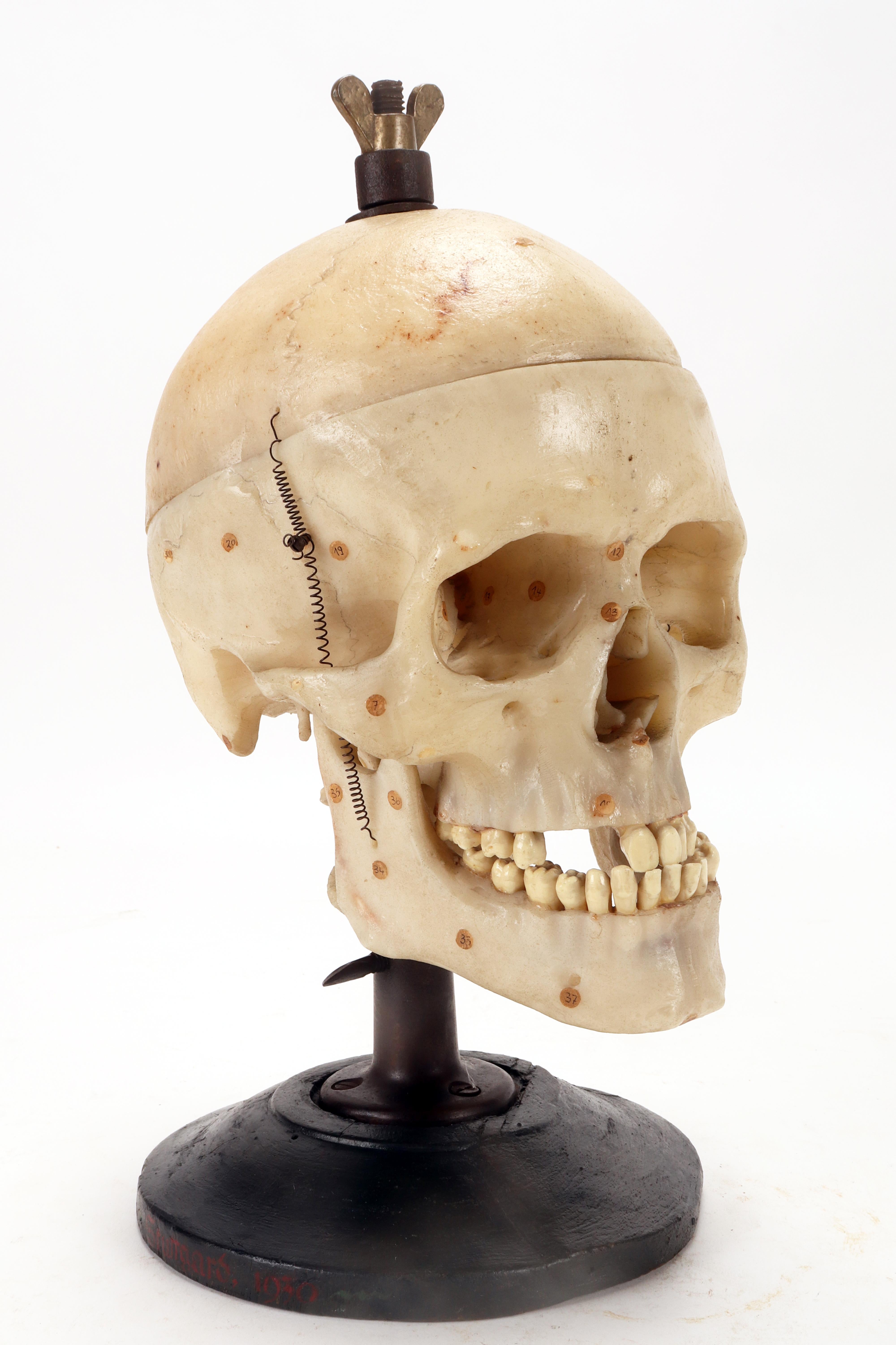 20th Century Anatomical model: a human skull model life size, Stuttgard, Germany 1930. For Sale