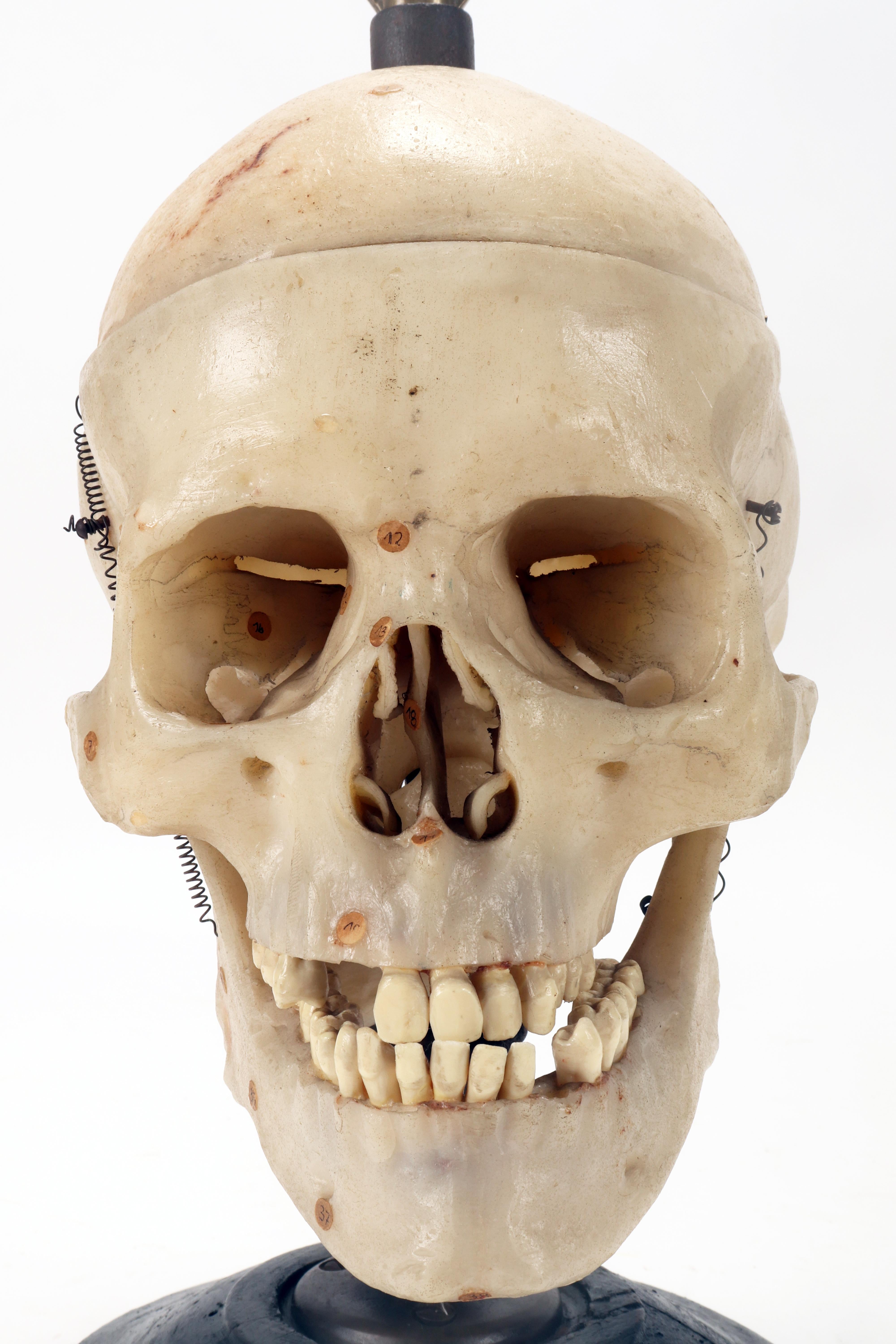 Anatomical model: a human skull model life size, Stuttgard, Germany 1930. For Sale 1