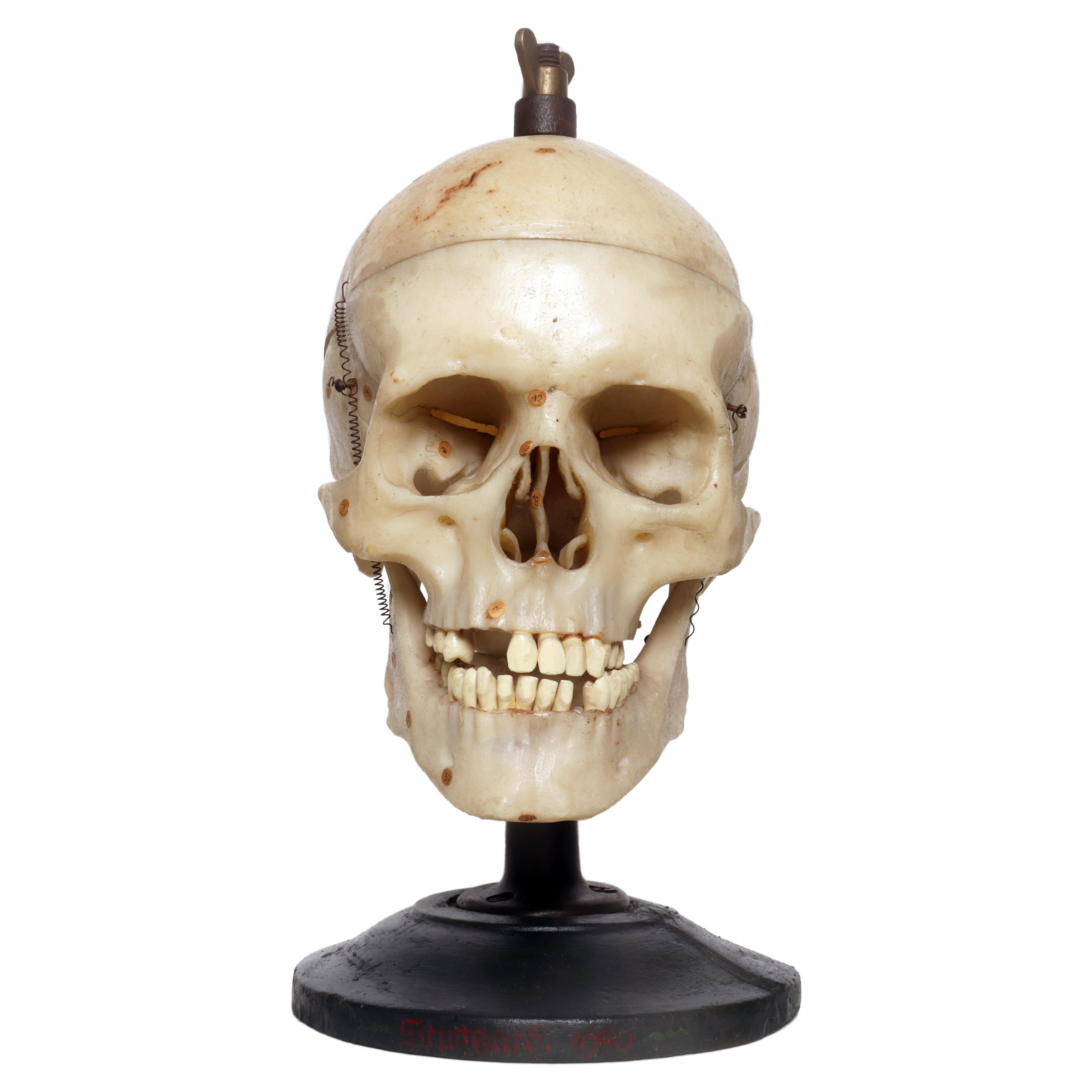 Anatomical model: a human skull model life size, Stuttgard, Germany 1930.