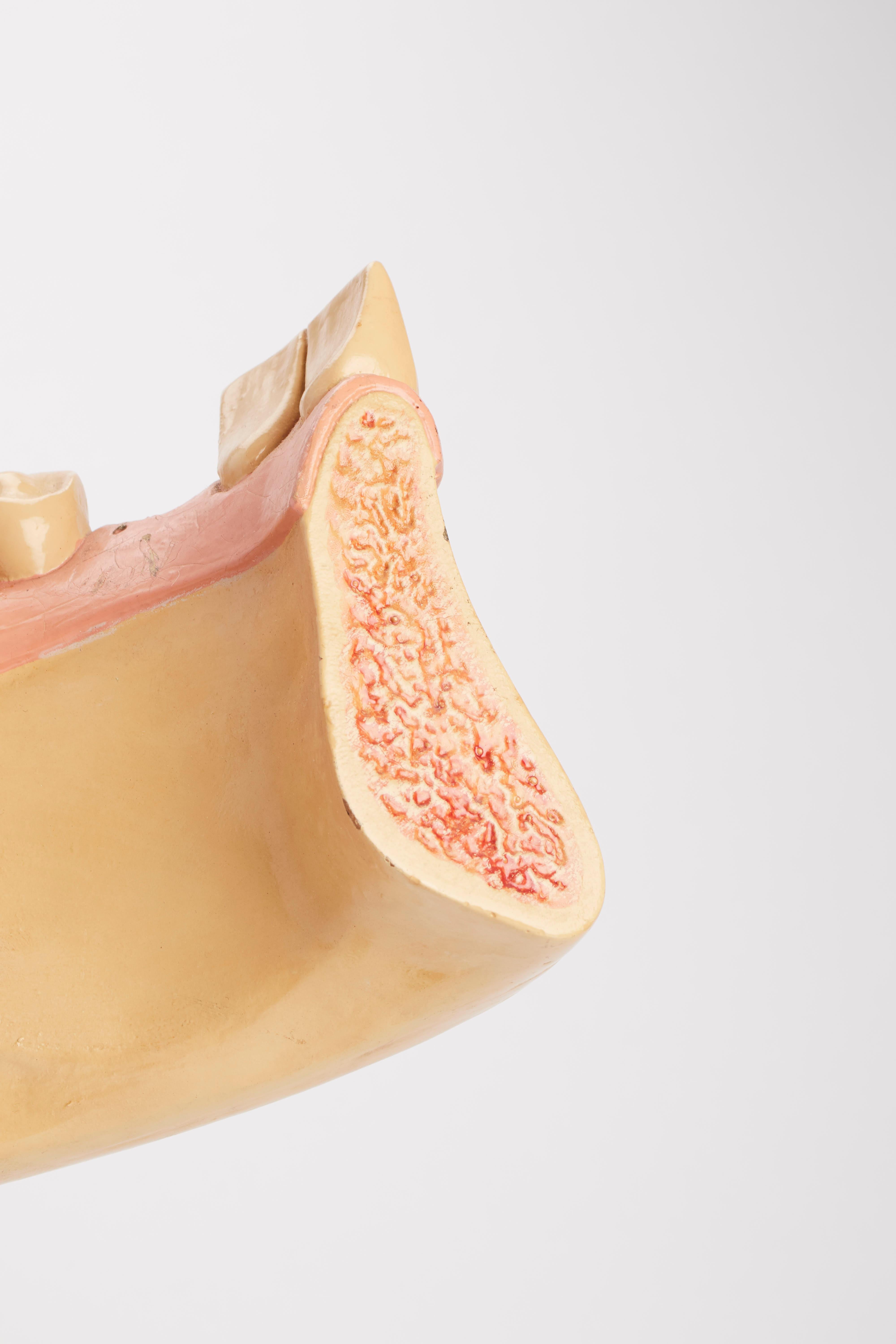 Anatomical Model: a Jaw with Teeth, Italy, 1880 In Good Condition For Sale In Milan, IT