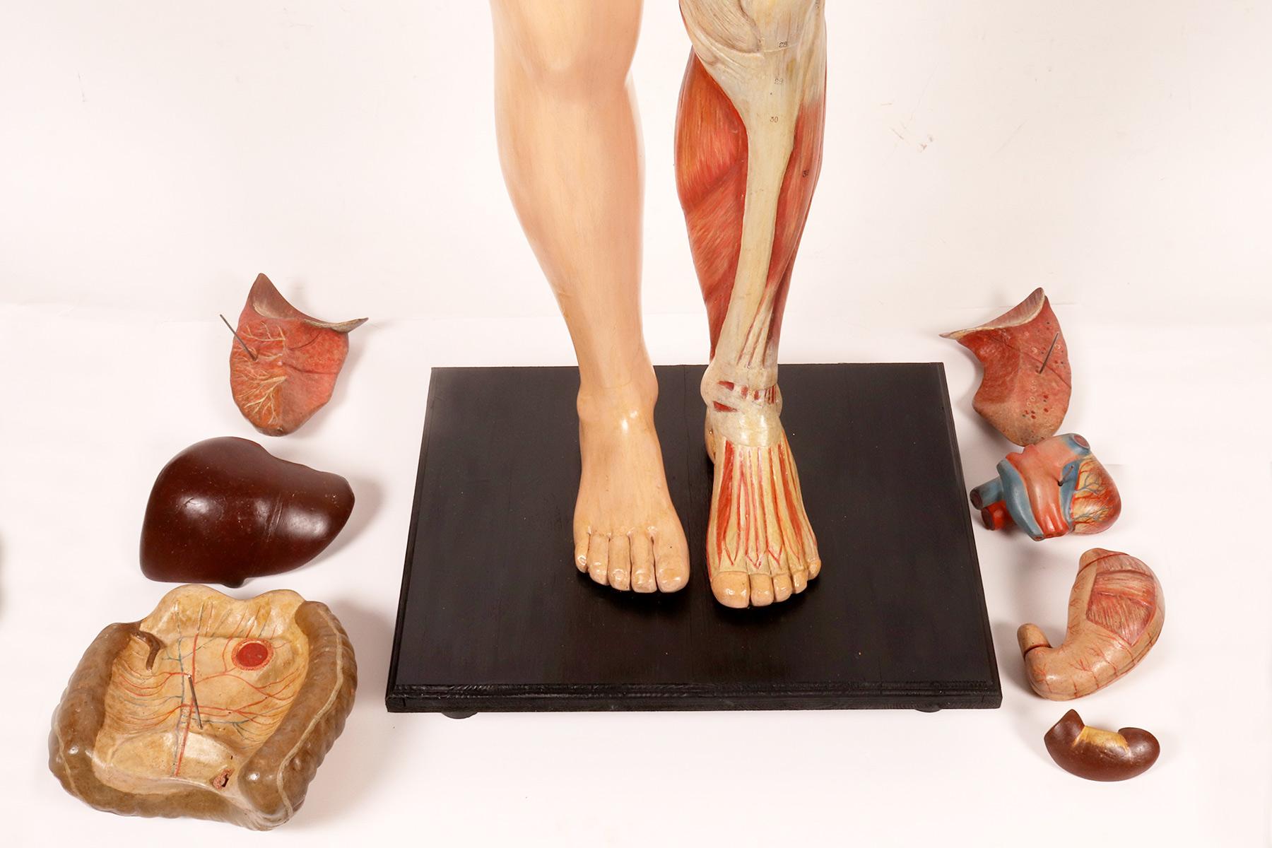 Anatomical model: a male human body in life-size proportions, Italy 1930.  For Sale 4