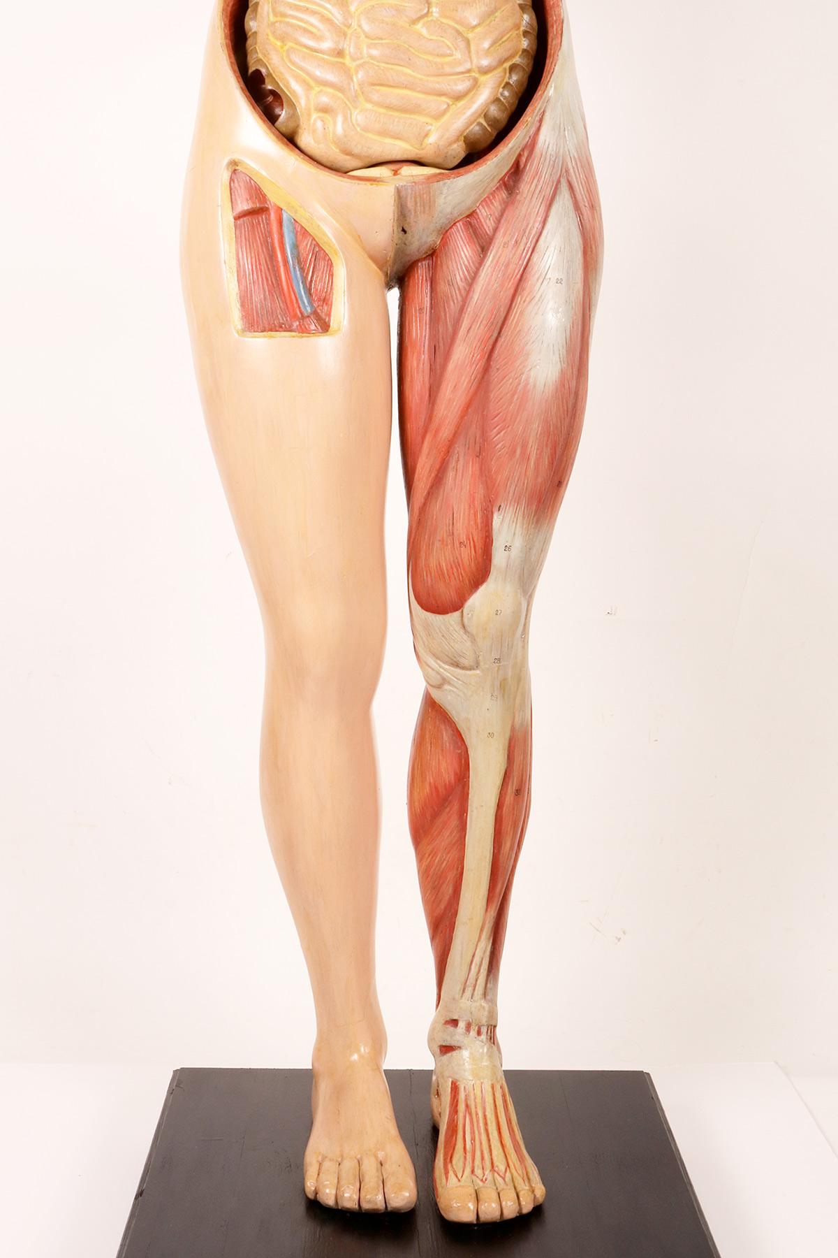 Anatomisches Modell: ein männlicher menschlicher Körper in lebensgroßen Proportionen, Italien 1930.  im Angebot 5
