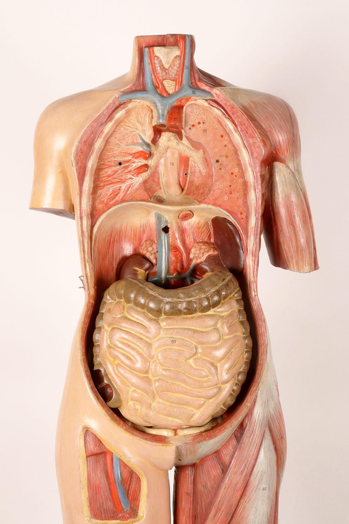 Anatomisches Modell: ein männlicher menschlicher Körper in lebensgroßen Proportionen, Italien 1930.  im Angebot 6