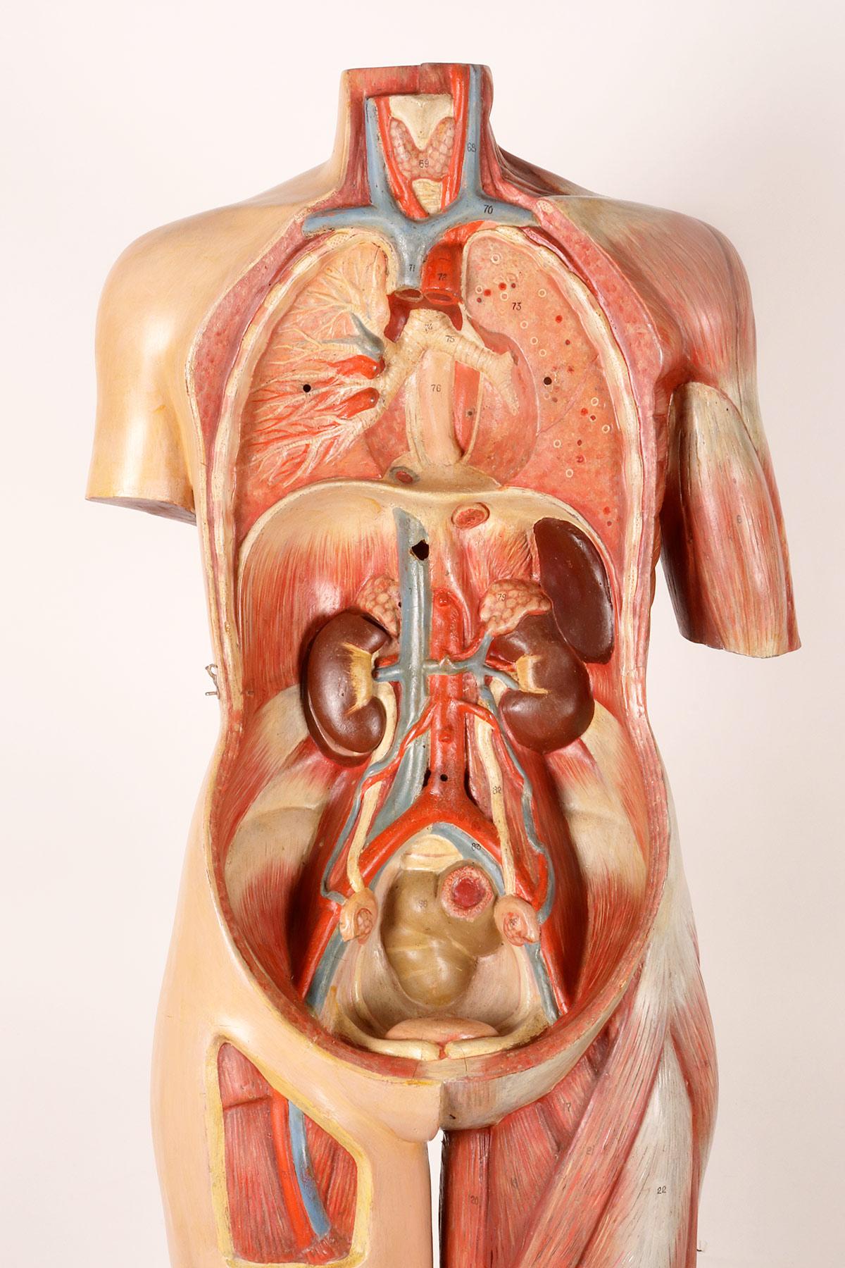 Anatomisches Modell: ein männlicher menschlicher Körper in lebensgroßen Proportionen, Italien 1930.  im Angebot 7