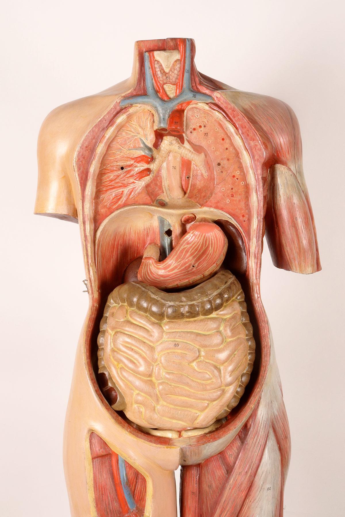 Anatomisches Modell: ein männlicher menschlicher Körper in lebensgroßen Proportionen, Italien 1930.  im Angebot 8