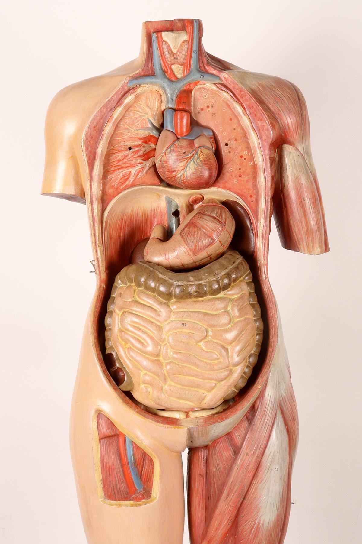 Anatomisches Modell: ein männlicher menschlicher Körper in lebensgroßen Proportionen, Italien 1930.  im Angebot 10