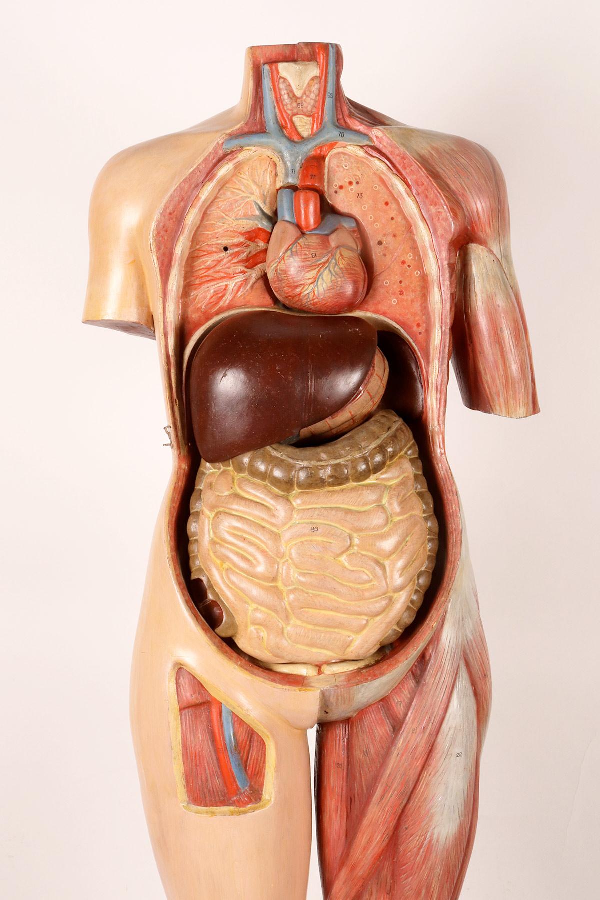 Anatomisches Modell: ein männlicher menschlicher Körper in lebensgroßen Proportionen, Italien 1930.  im Angebot 11