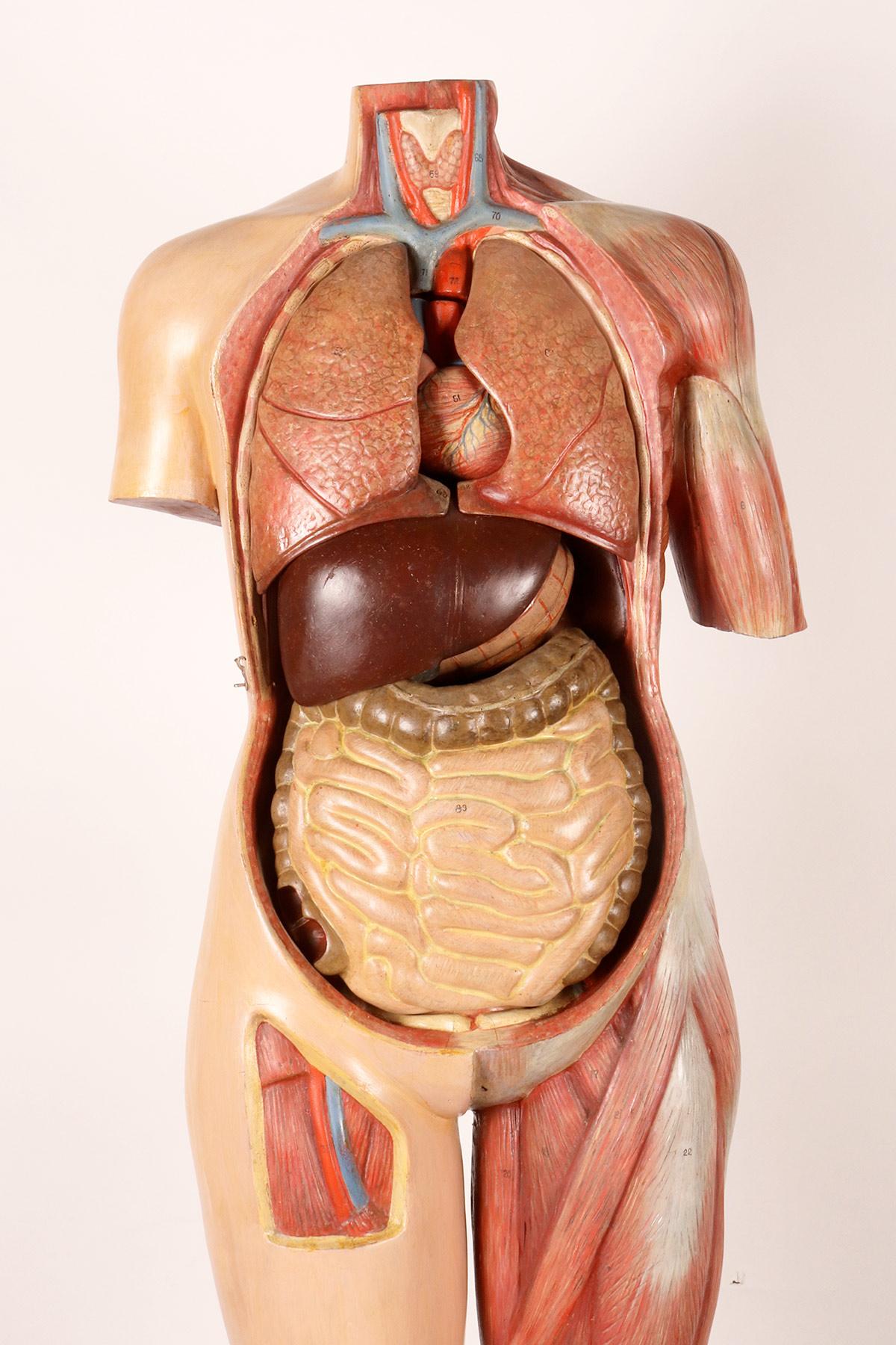 Anatomisches Modell: ein männlicher menschlicher Körper in lebensgroßen Proportionen, Italien 1930.  im Angebot 12