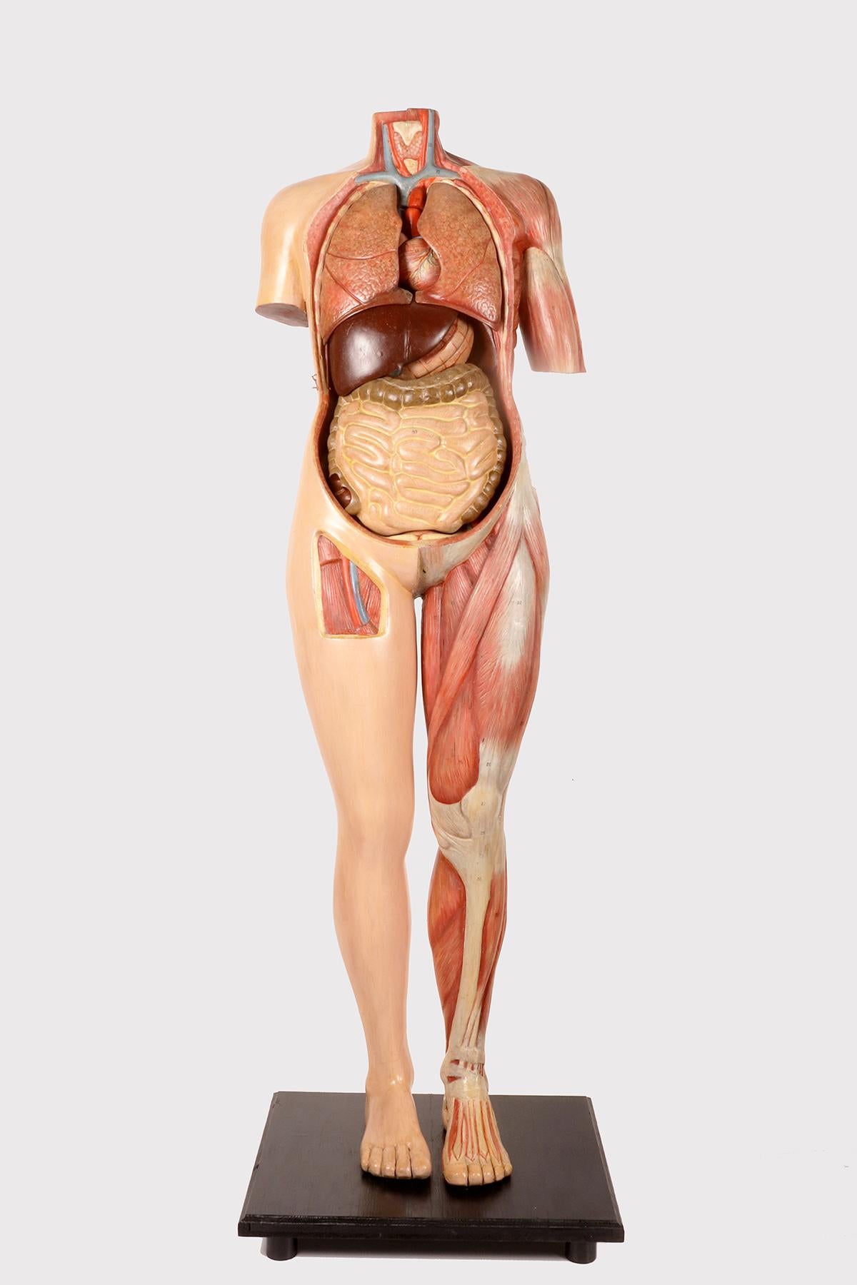 Anatomisches Modell für Schulen und den Unterricht, das den gehäuteten männlichen menschlichen Körper in Lebensgröße darstellt, mit herausnehmbaren Organen, aus bemaltem Harz, alles auf einem schwarzen Holzsockel. Italien um 1930.