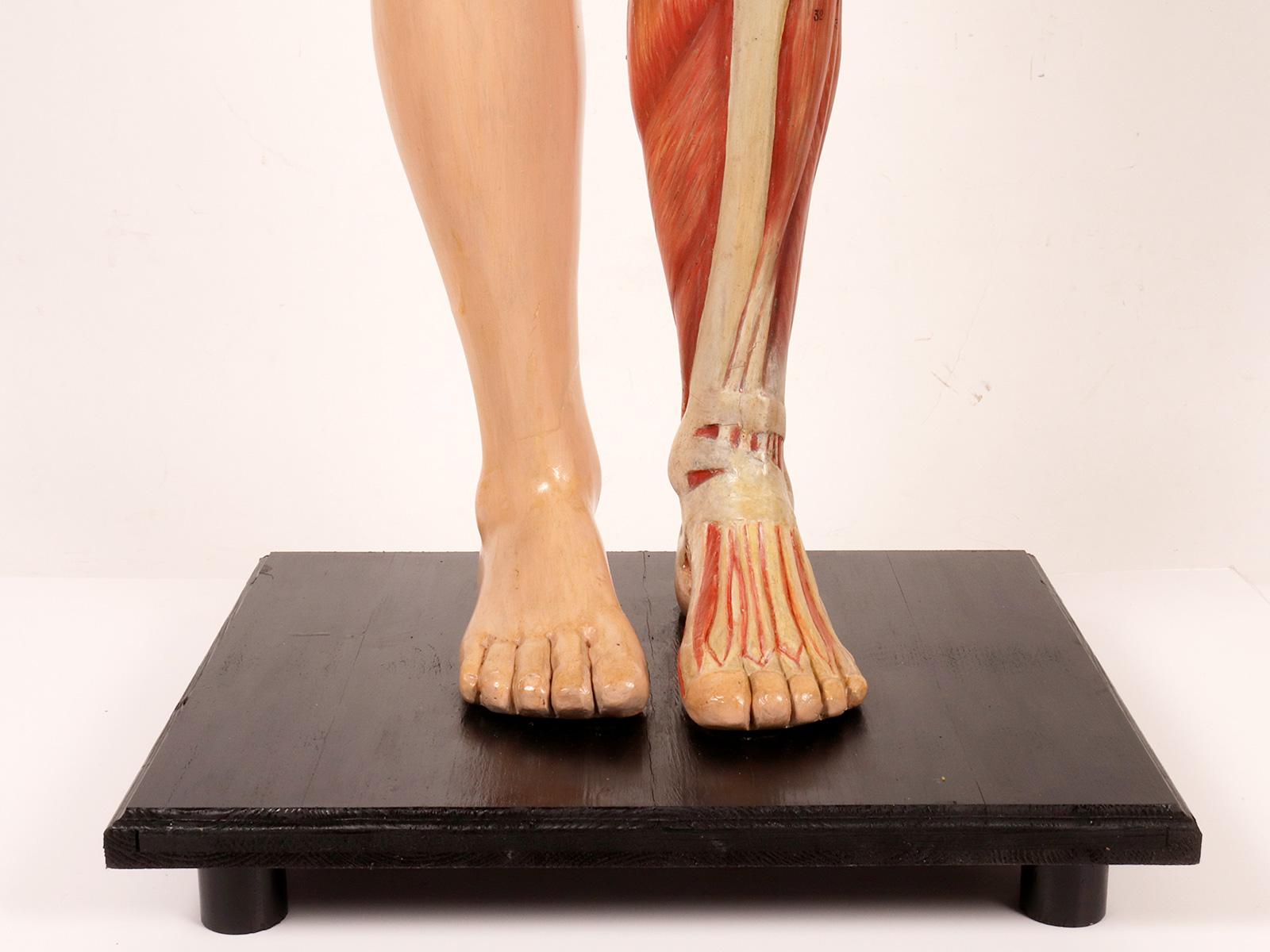 Anatomisches Modell: ein männlicher menschlicher Körper in lebensgroßen Proportionen, Italien 1930.  im Angebot 14