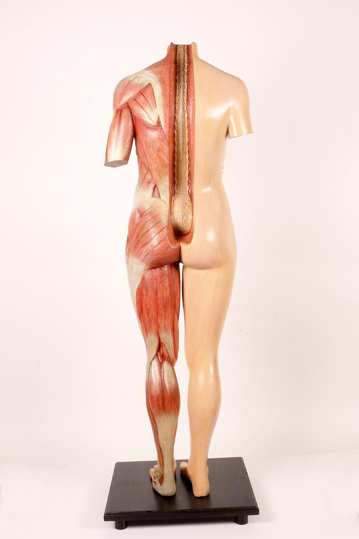Anatomisches Modell: ein männlicher menschlicher Körper in lebensgroßen Proportionen, Italien 1930.  (20. Jahrhundert) im Angebot