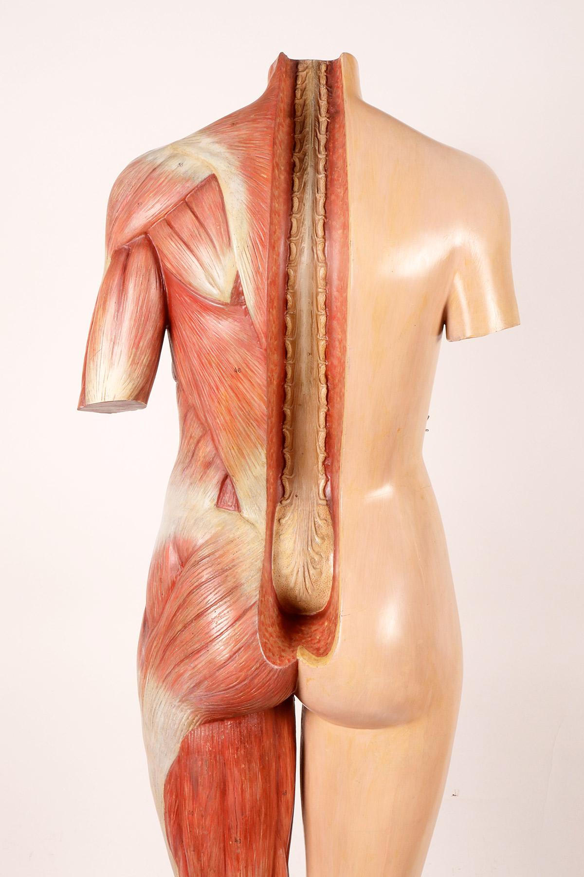 Anatomisches Modell: ein männlicher menschlicher Körper in lebensgroßen Proportionen, Italien 1930.  (Harz) im Angebot