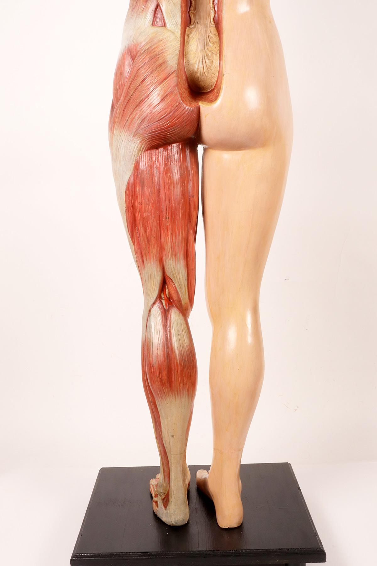 Anatomisches Modell: ein männlicher menschlicher Körper in lebensgroßen Proportionen, Italien 1930.  im Angebot 1