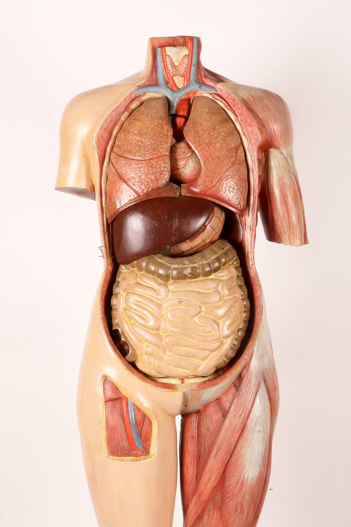 Anatomisches Modell: ein männlicher menschlicher Körper in lebensgroßen Proportionen, Italien 1930.  im Angebot 2