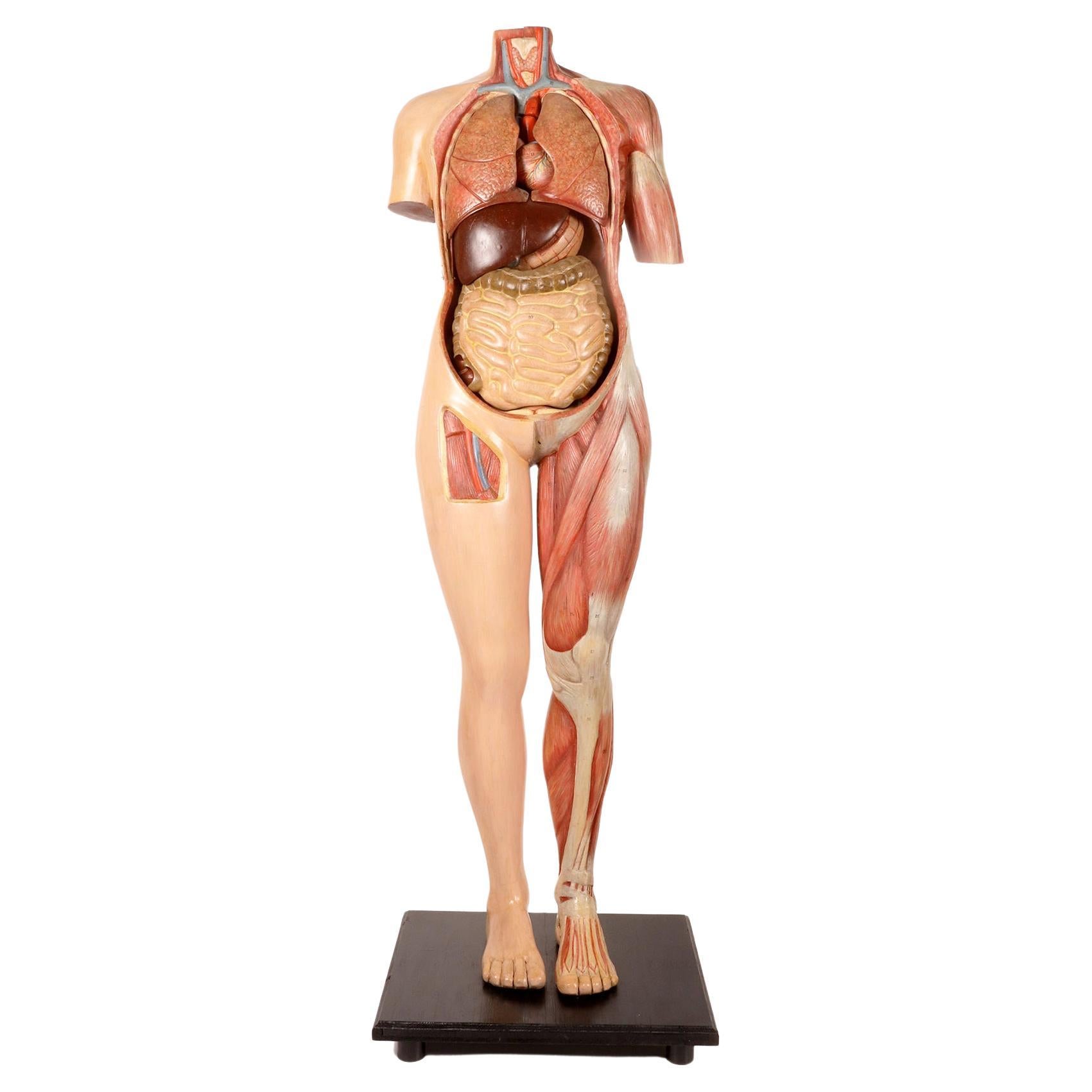 Anatomisches Modell: ein männlicher menschlicher Körper in lebensgroßen Proportionen, Italien 1930.  im Angebot