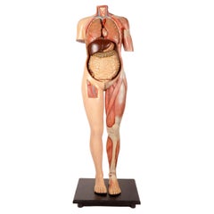 Anatomisches Modell: ein männlicher menschlicher Körper in lebensgroßen Proportionen, Italien 1930. 