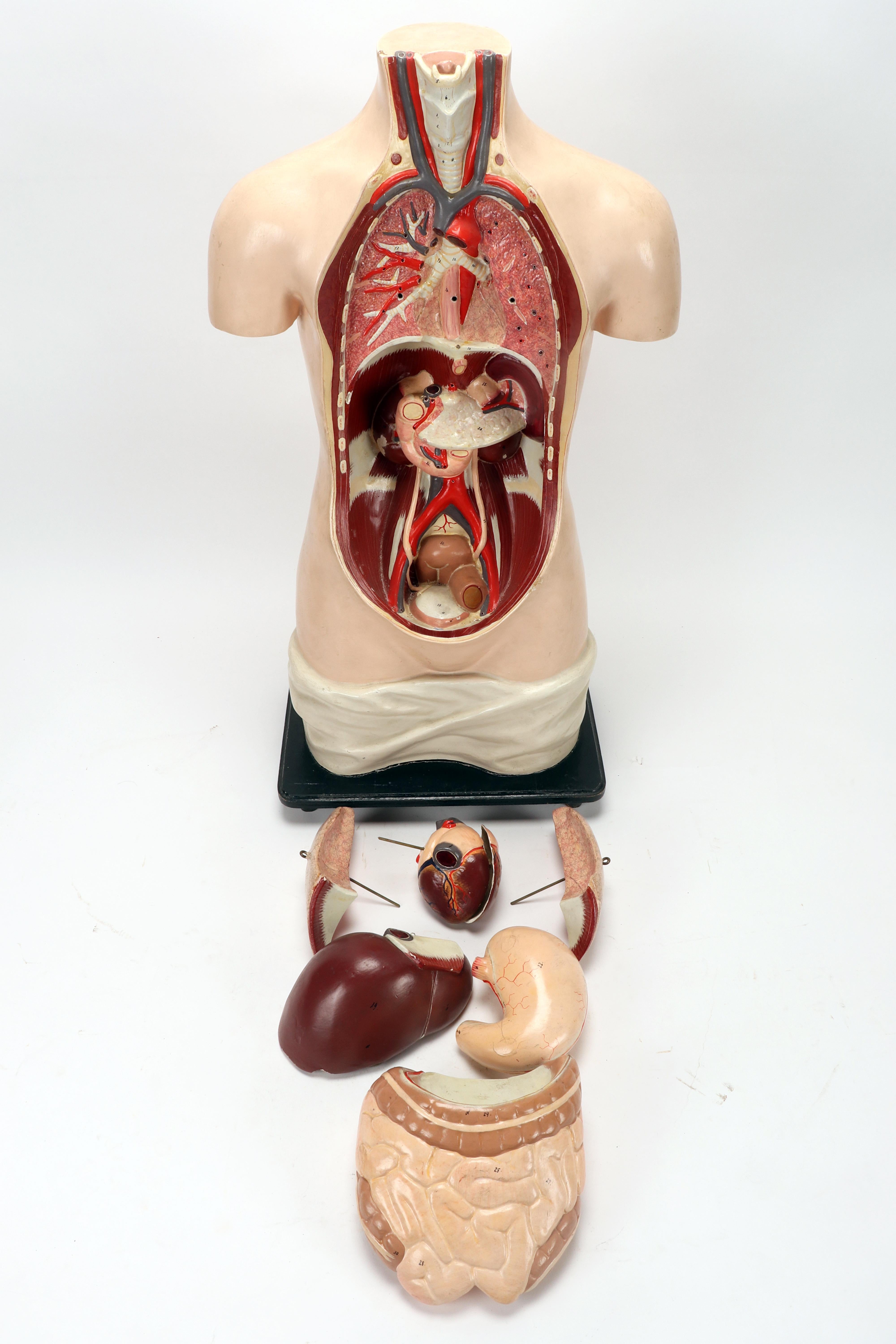 Anatomical model: a woman’s human bust dissection. Italy end of 19th century. For Sale 2