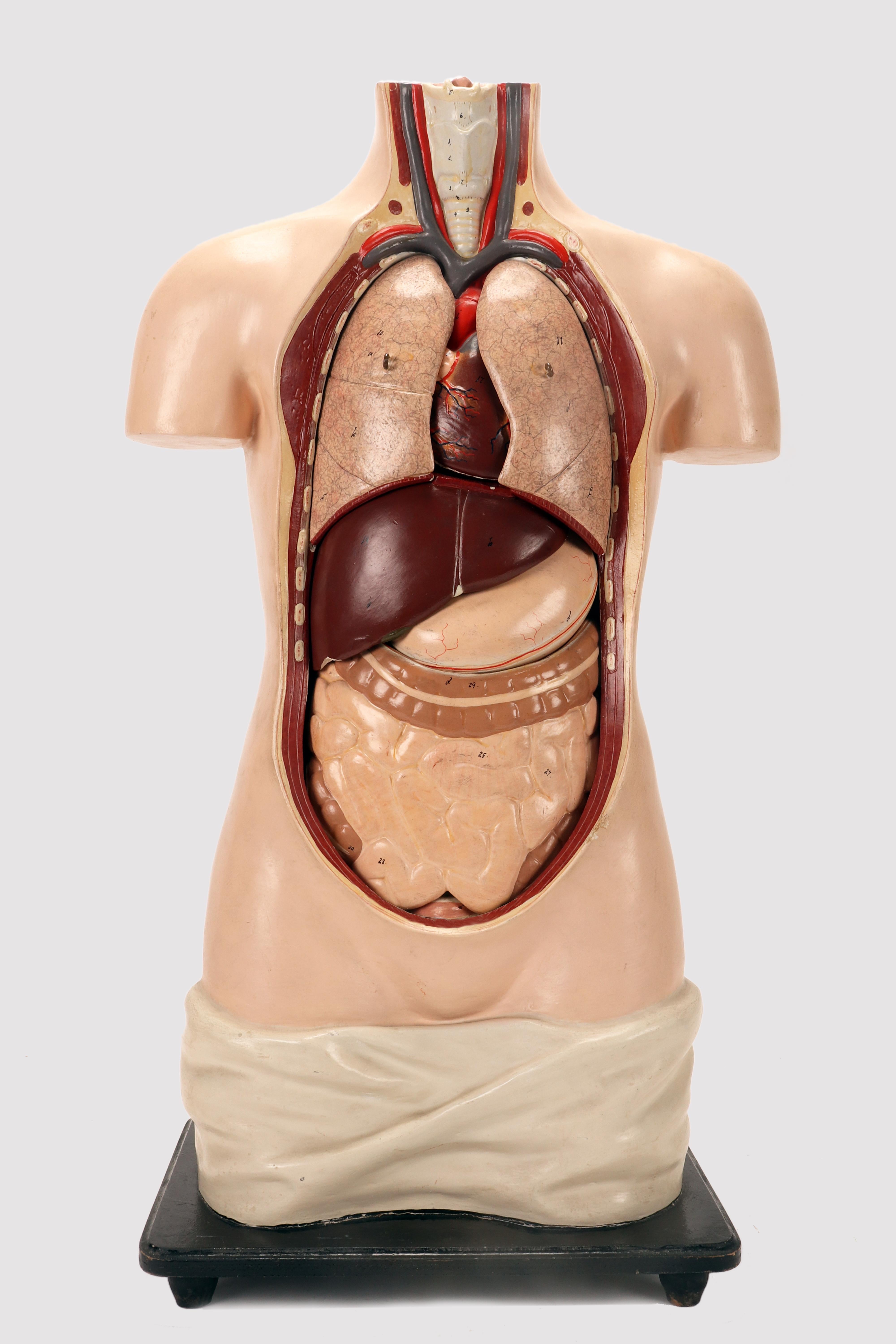 Rare anatomical model for class, depicting a woman’s human bust dissection with all removable organs, complete in all its part. Made out of painted plaster and paper mache, mounted on a black wooden base. Italy end of 19th century.