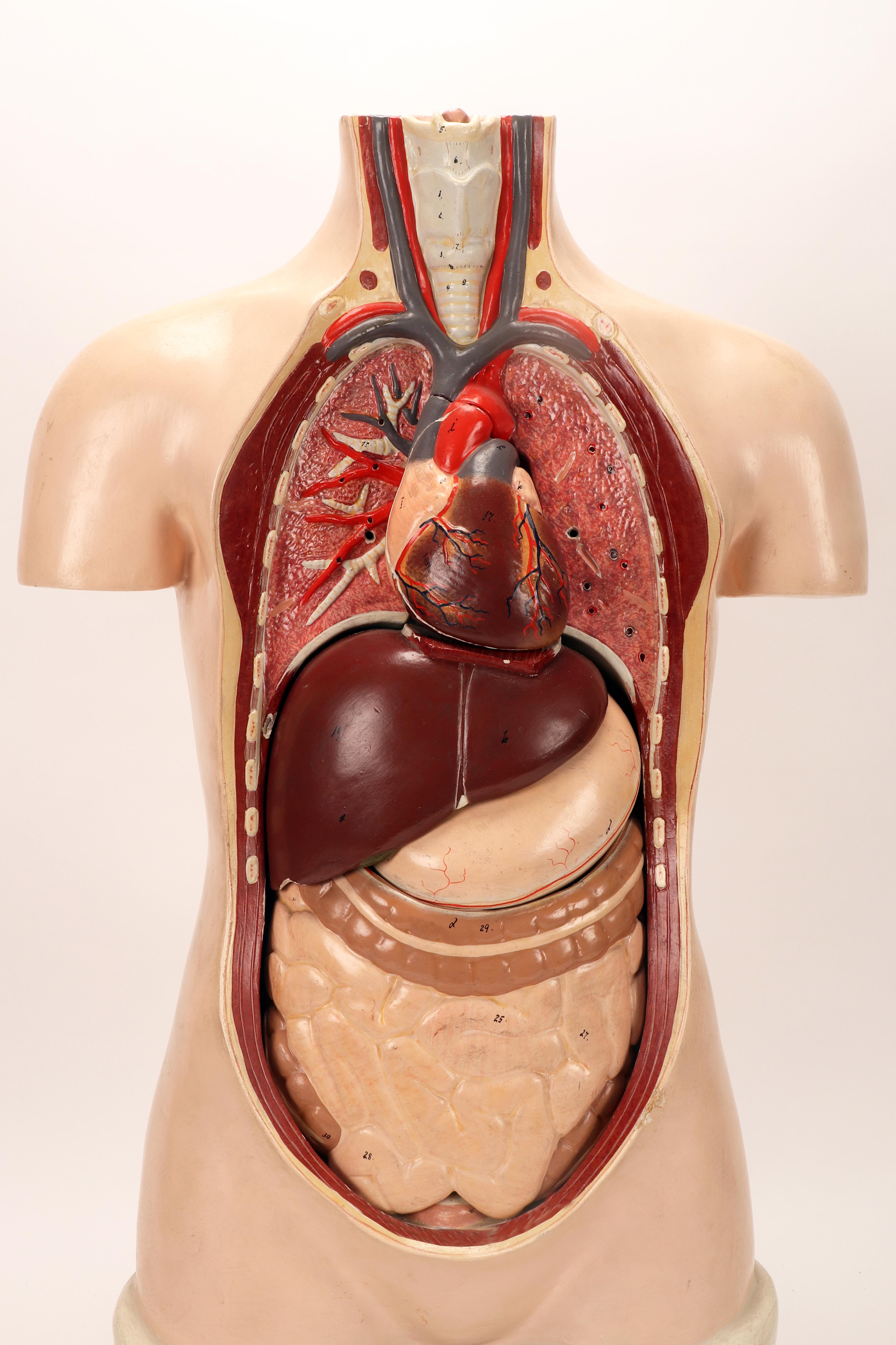 Anatomical model: a woman’s human bust dissection. Italy end of 19th century. In Good Condition For Sale In Milan, IT