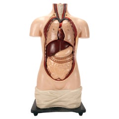 Modello anatomico: dissezione del busto umano di una donna. Italia, fine del XIX secolo.