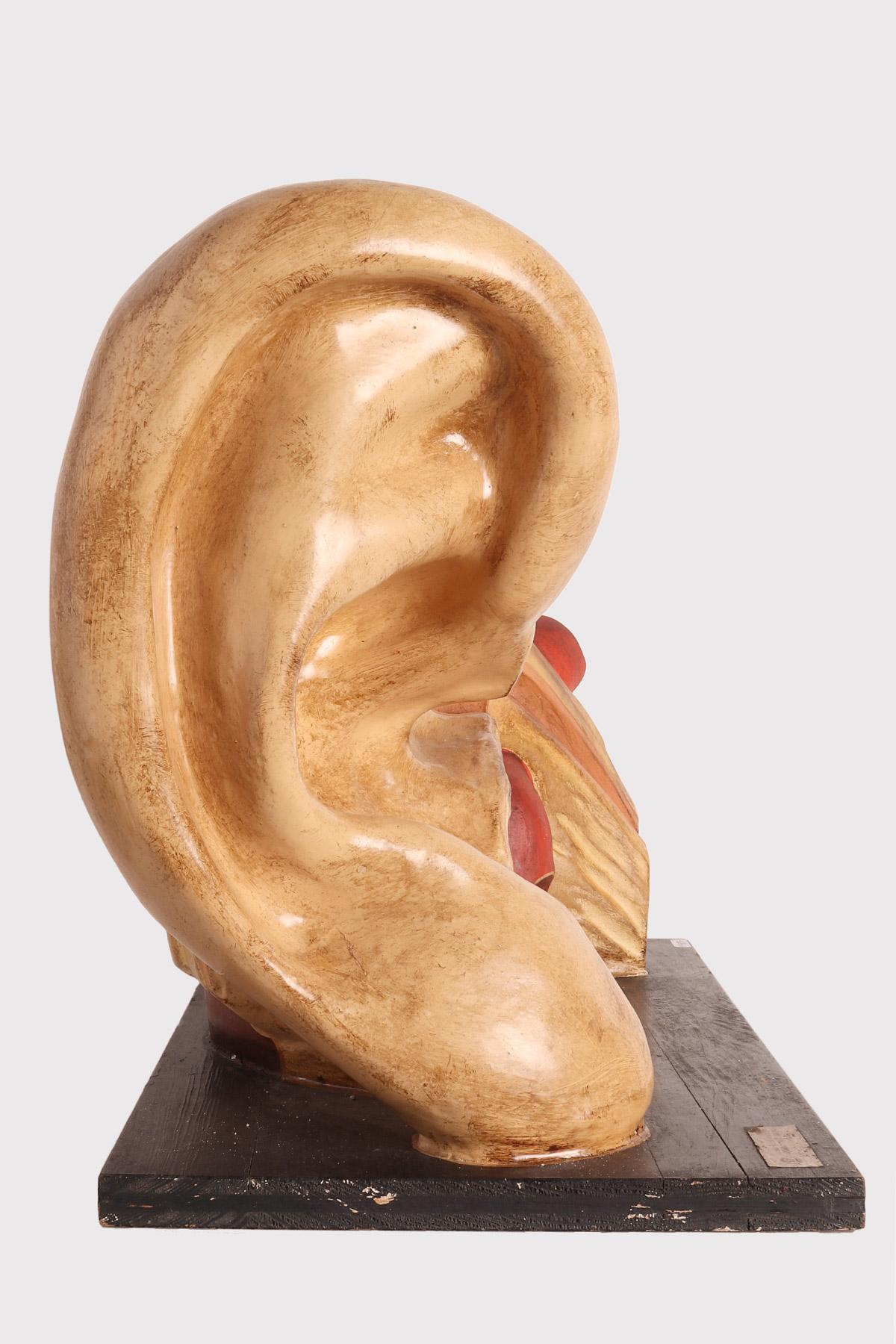 Anatomisches Modell für Schulen und den Unterricht, das ein äußeres und inneres Ohr darstellt, aus bemaltem Pappmaché und Gips, alles auf einem Sockel aus schwarz lackiertem Obstholz. Hergestellt in den Laboratorien des Hygiene-Museums (Ehrmittel