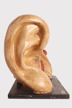 Anatomisches Modell: ein äußeres und inneres Ohr, Dresden, Deutschland 1920.