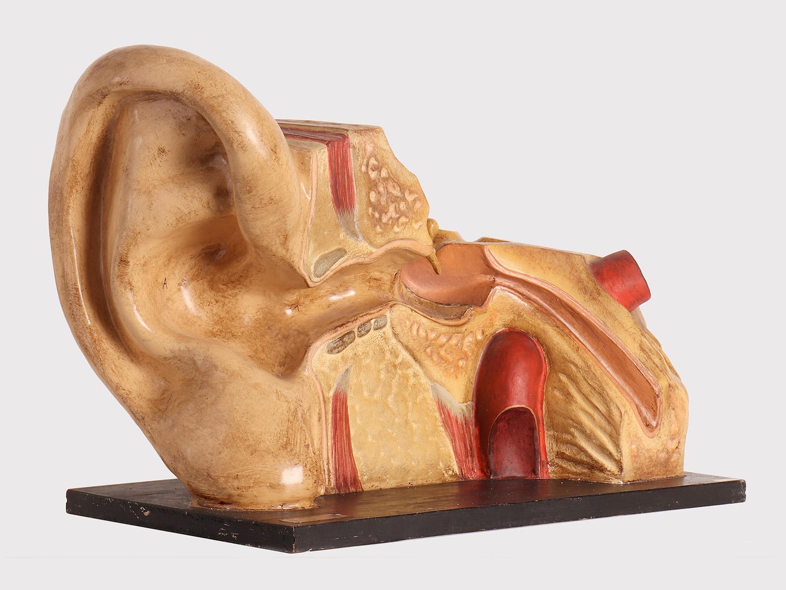 Anatomisches Modell: ein äußeres und inneres Ohr, Dresden, Deutschland 1920. im Zustand „Gut“ im Angebot in Milan, IT