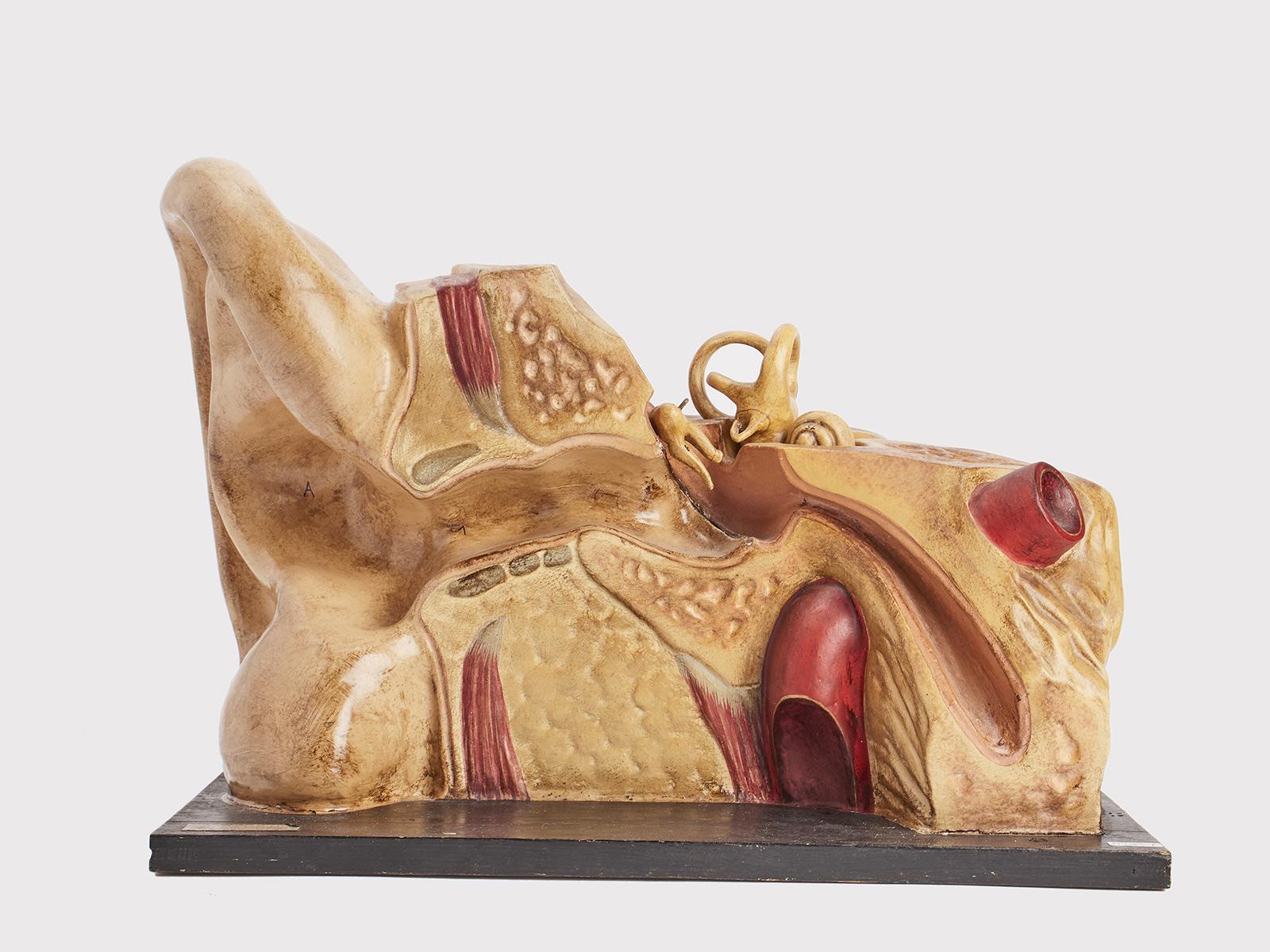 Anatomisches Modell: ein äußeres und inneres Ohr, Dresden, Deutschland 1920. (20. Jahrhundert) im Angebot