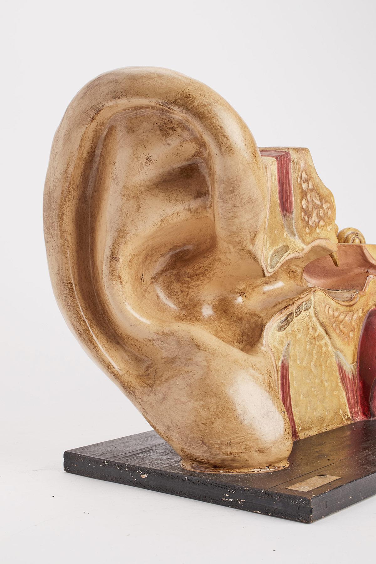 Anatomisches Modell: ein äußeres und inneres Ohr, Dresden, Deutschland 1920. im Angebot 1