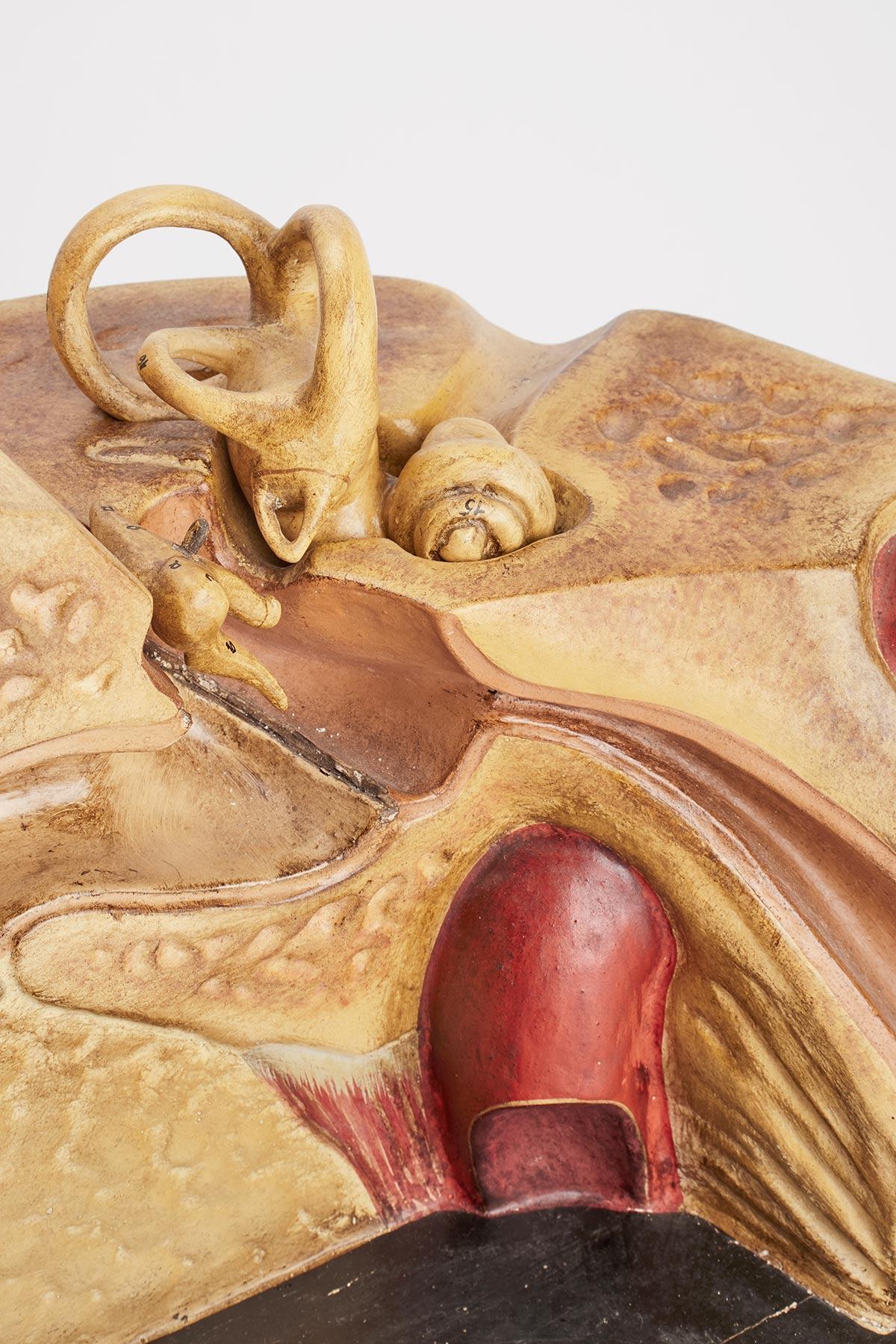 Anatomisches Modell: ein äußeres und inneres Ohr, Dresden, Deutschland 1920. im Angebot 2