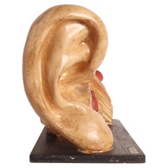 Modèle anatomique : une oreille extérieure et intérieure, Dresde, Allemagne 1920.