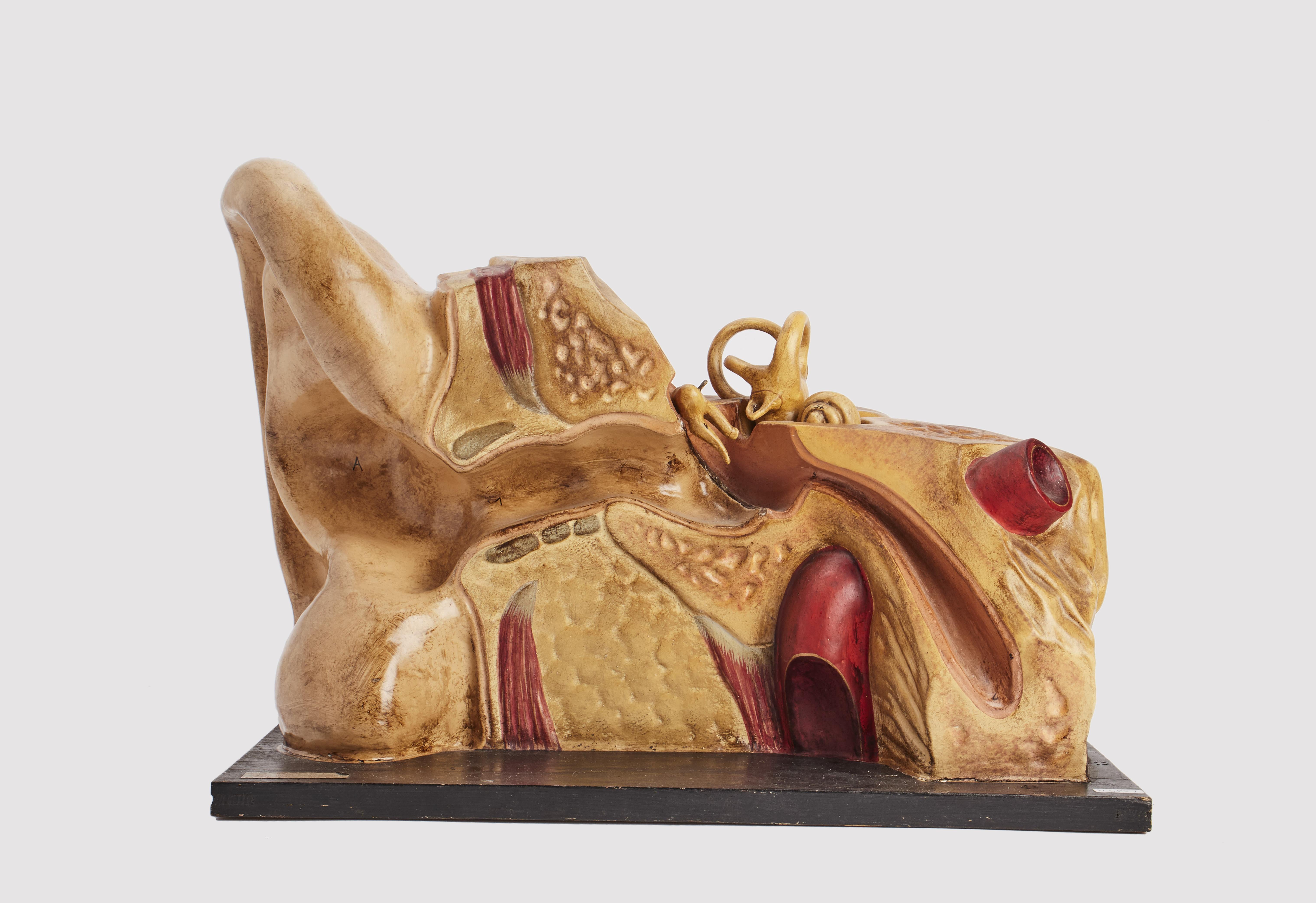 Anatomisches Modell für den Unterricht, das ein äußeres und ein inneres Ohr darstellt, hergestellt aus bemaltem Pappmaché, montiert auf schwarz lackiertem Holz. Frankreich um 1890.